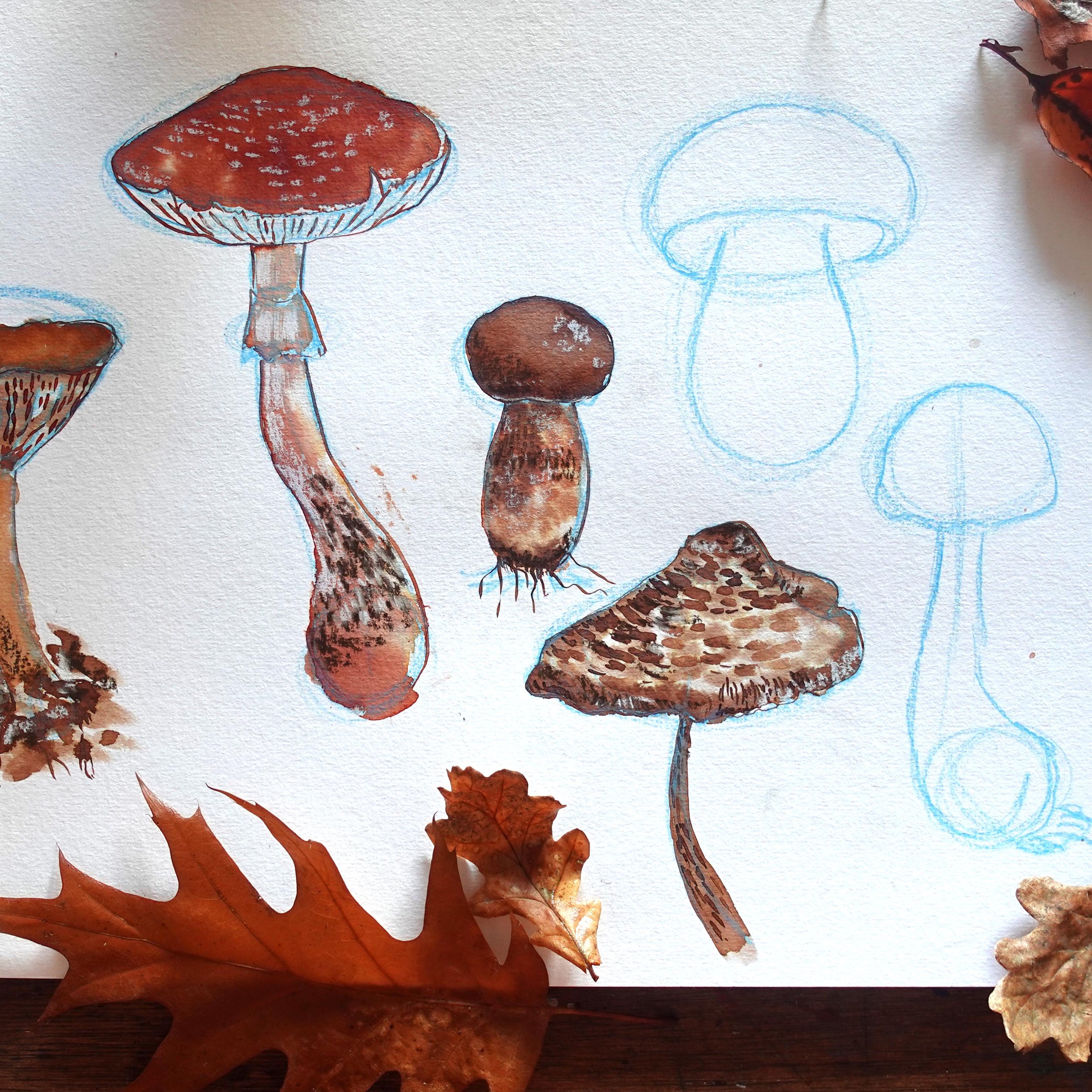 Learn to sketch and paint mushrooms