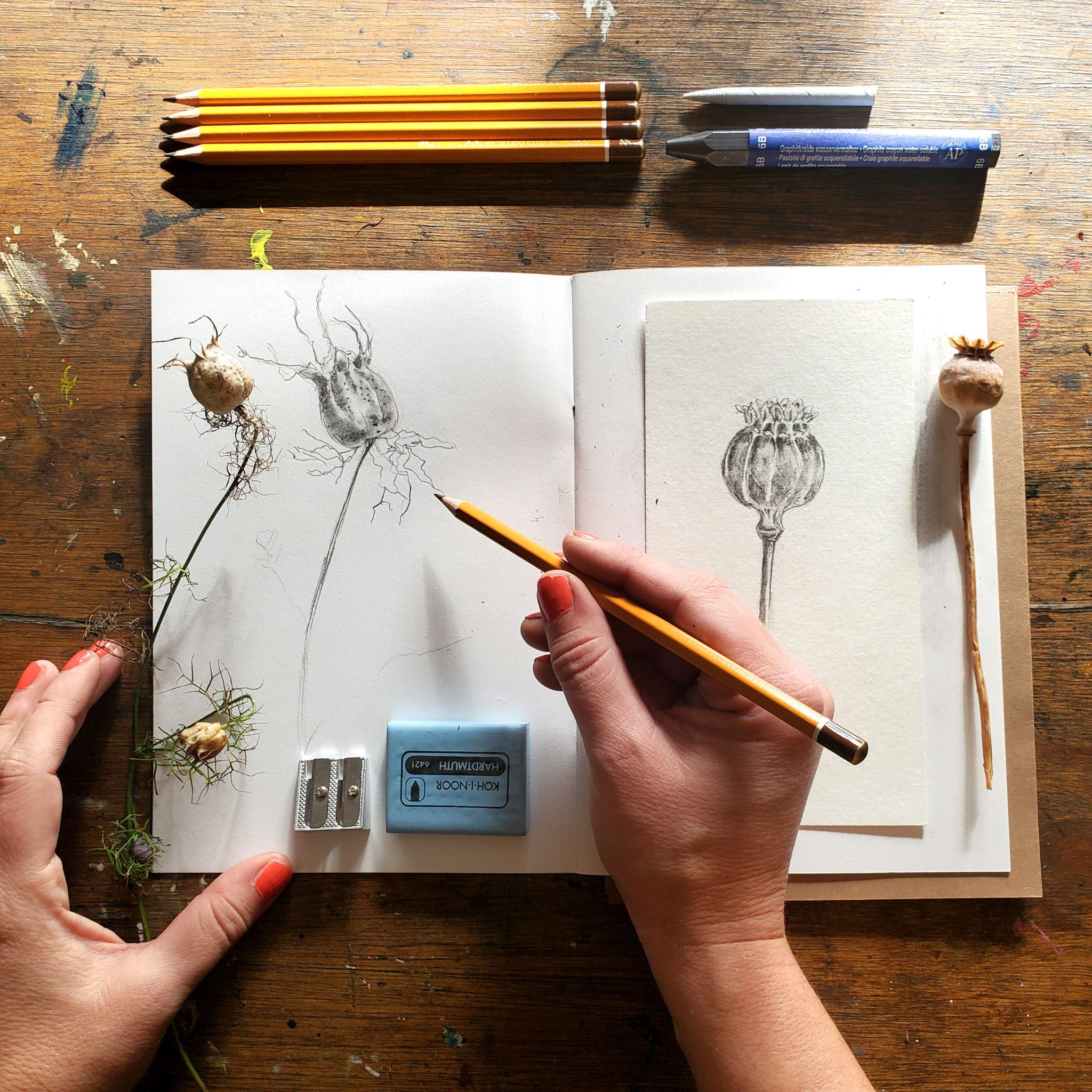 Learn to Draw : Botanicals