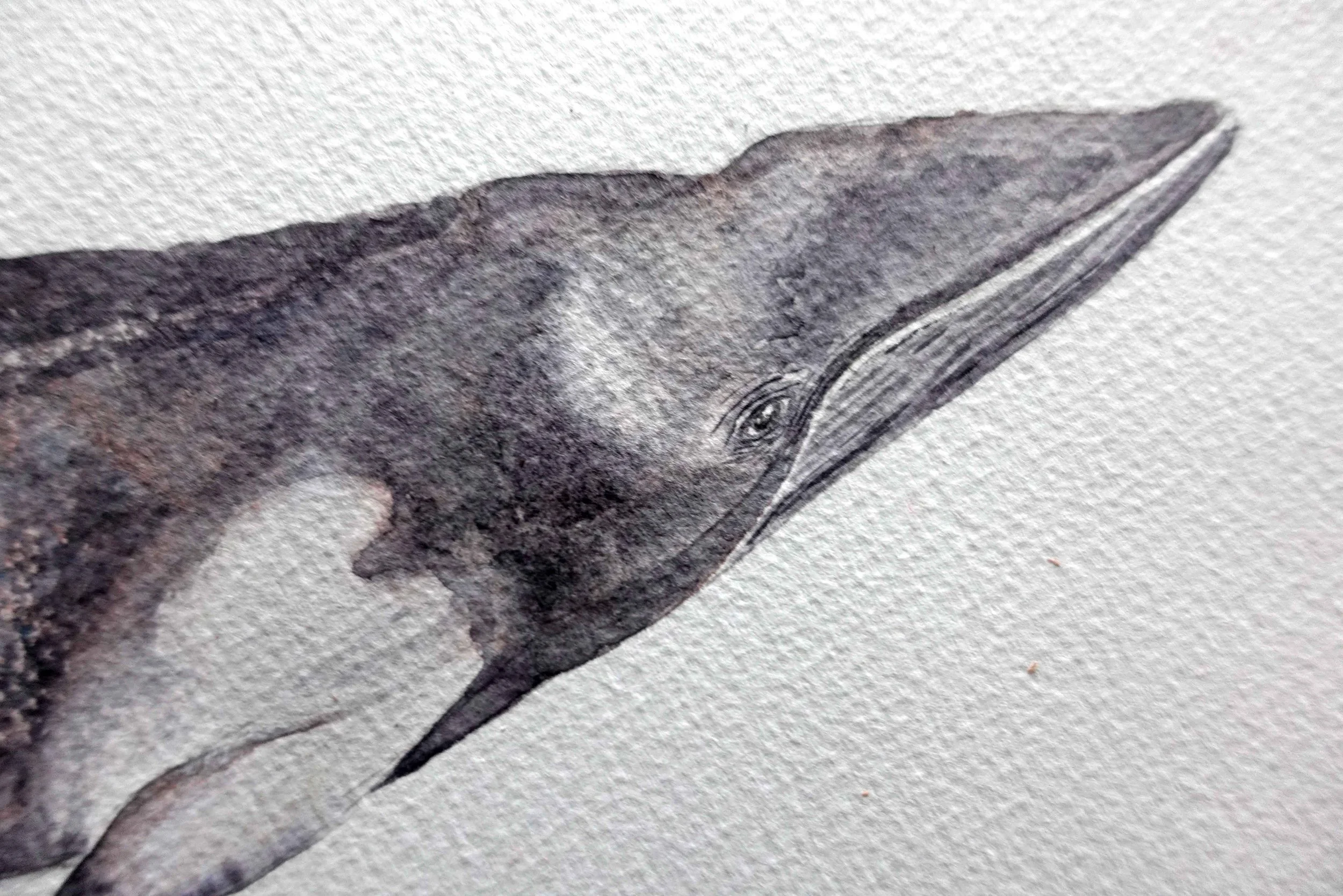 Final whale 2.jpg