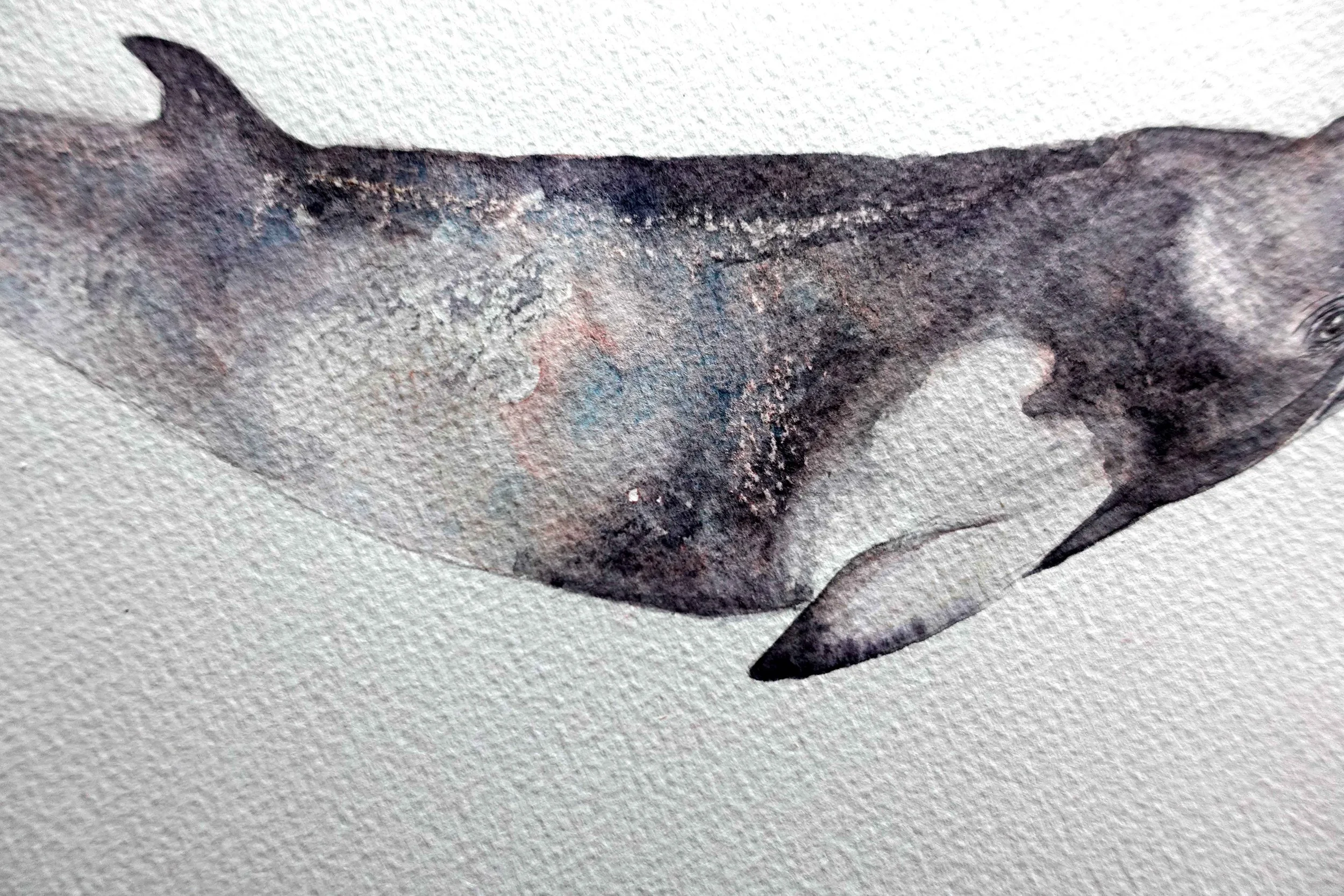 Final whale 3.jpg