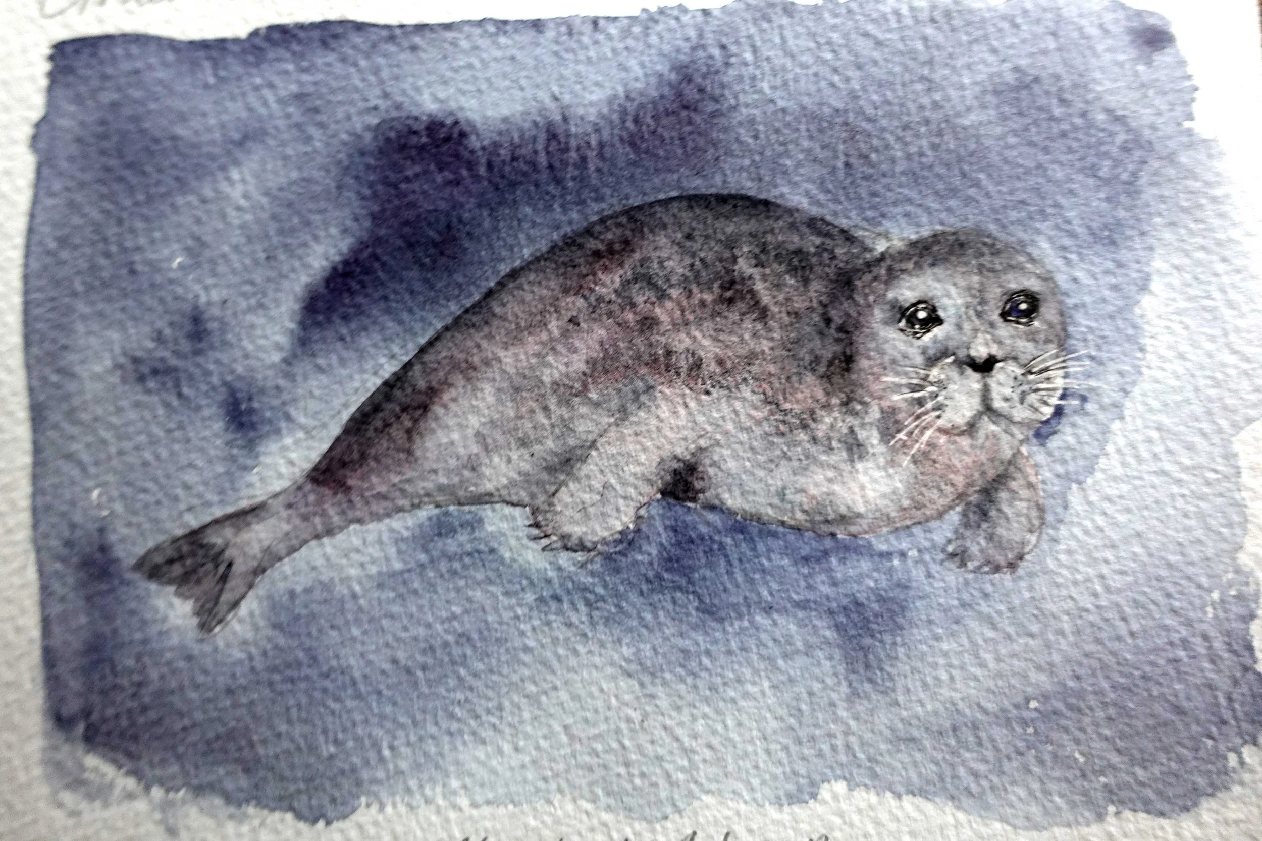 Seals on watercolour 1.jpg