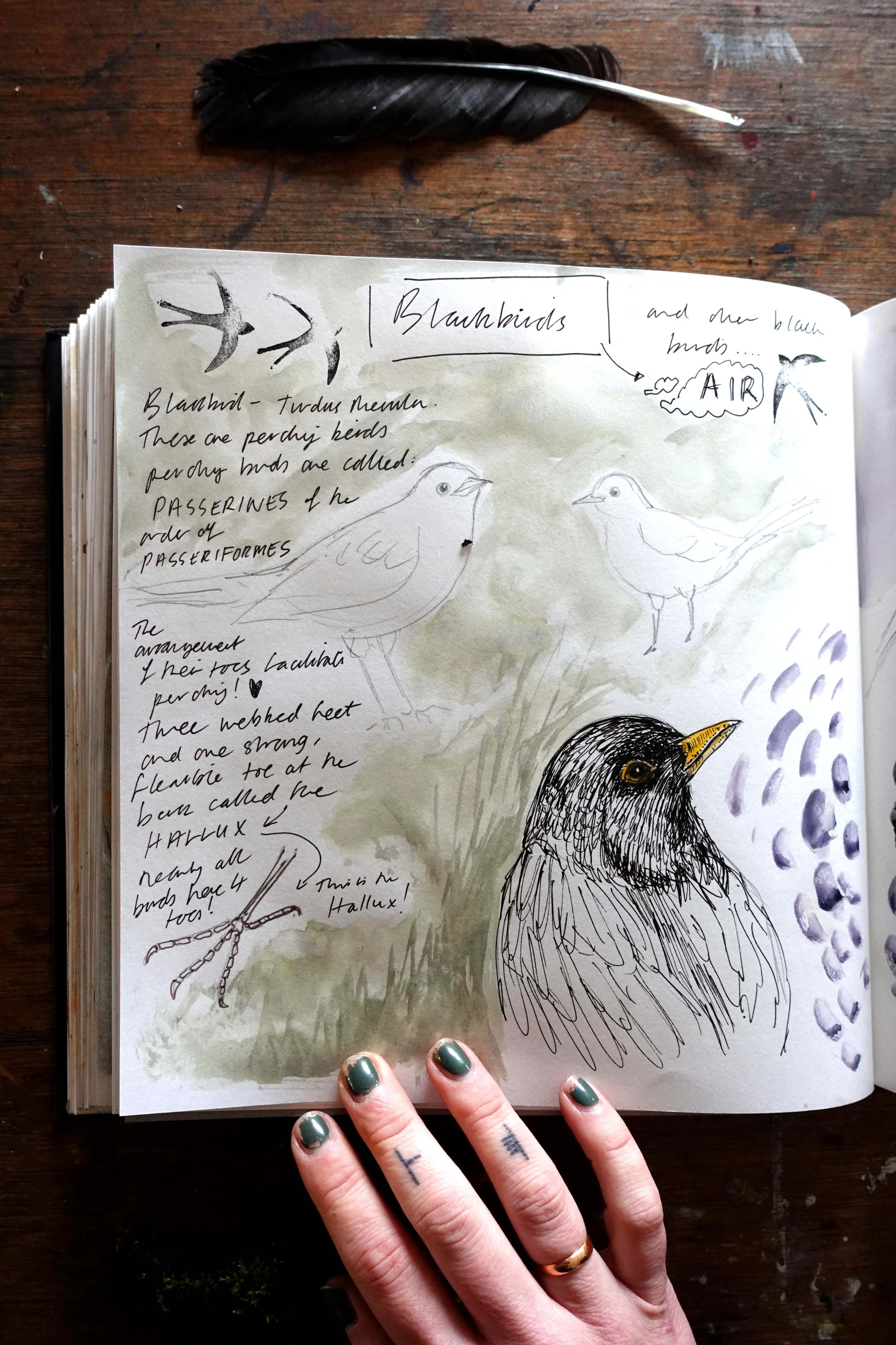 Page 1 Blackbirds.jpg