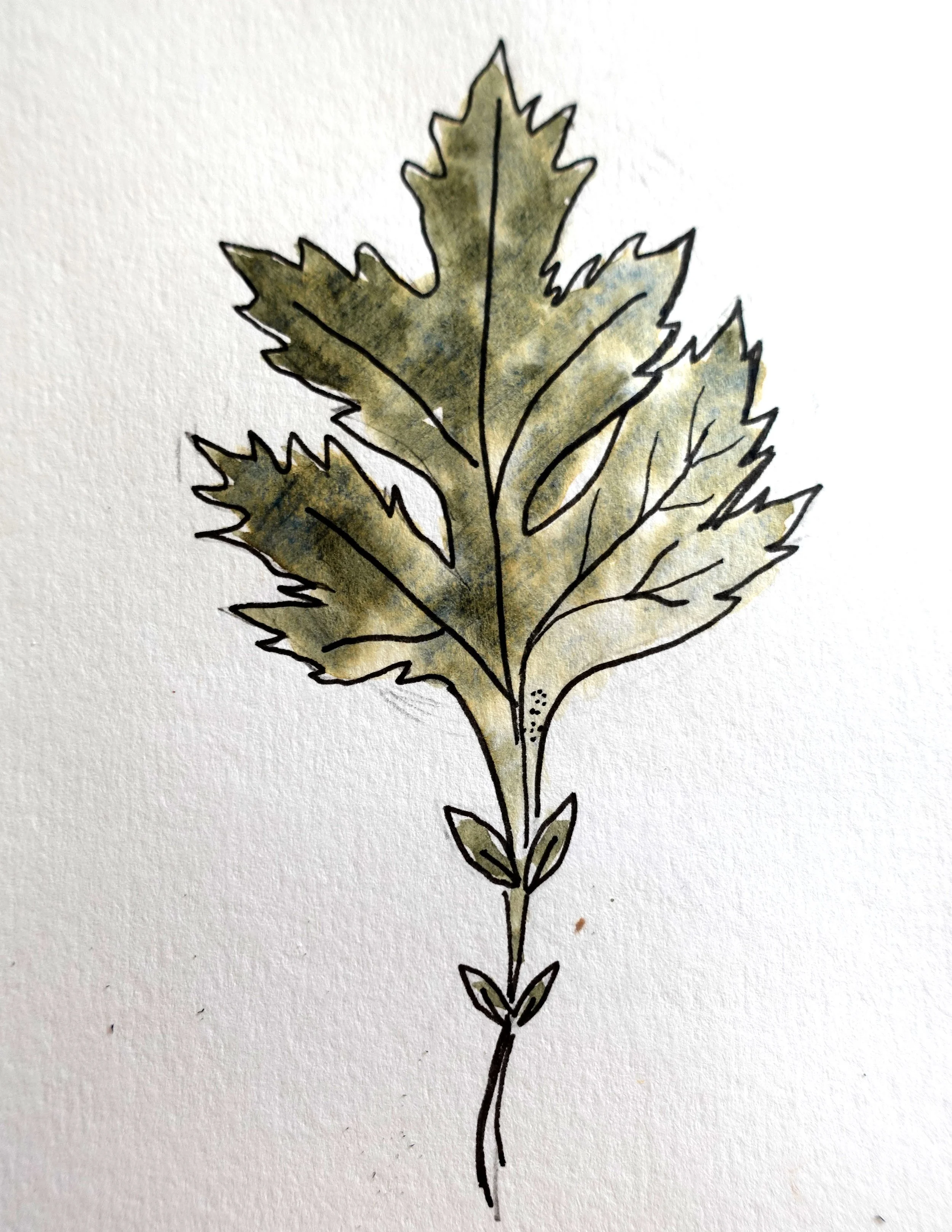 Mugwort Leaf.jpg