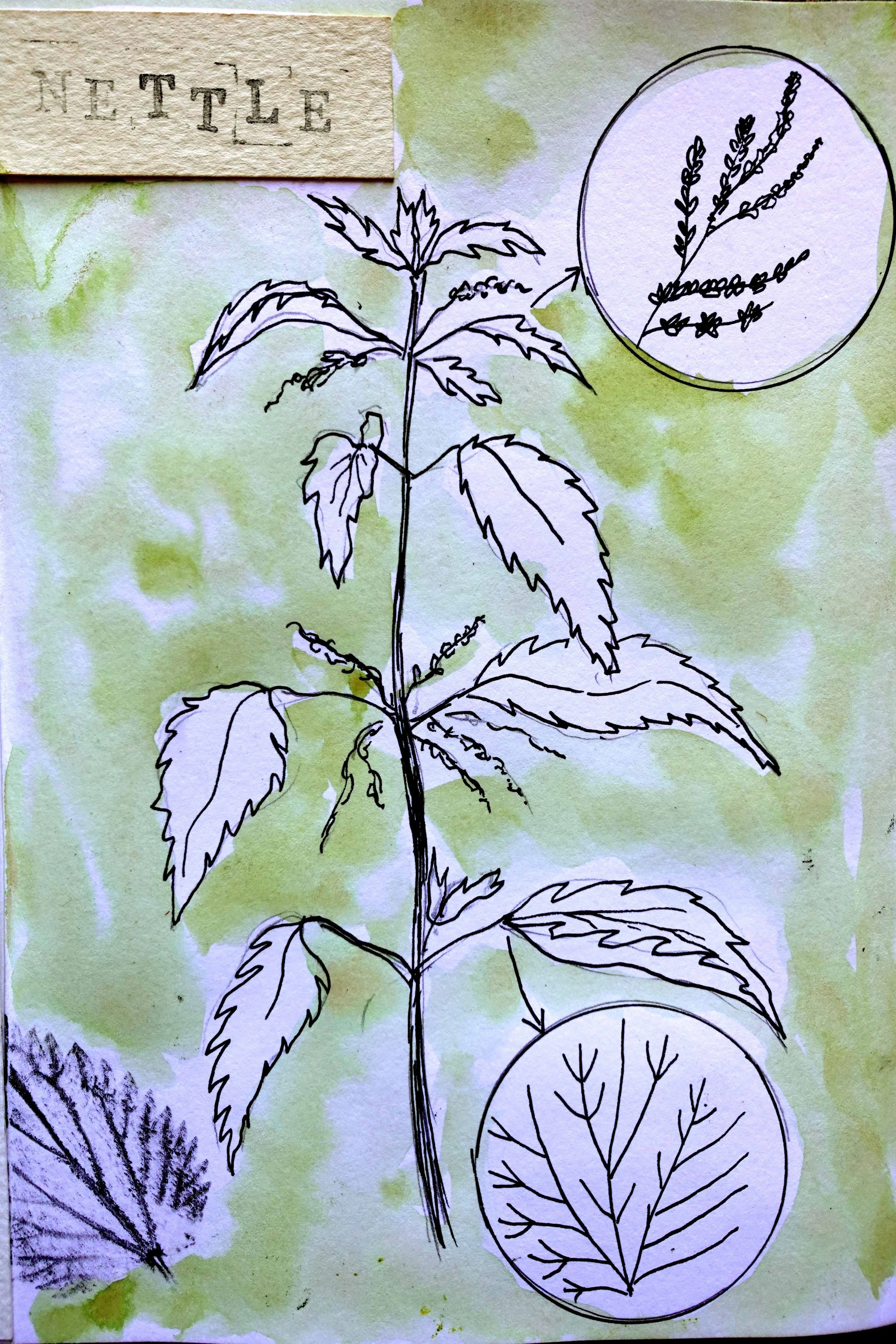 Nettle 2.jpg