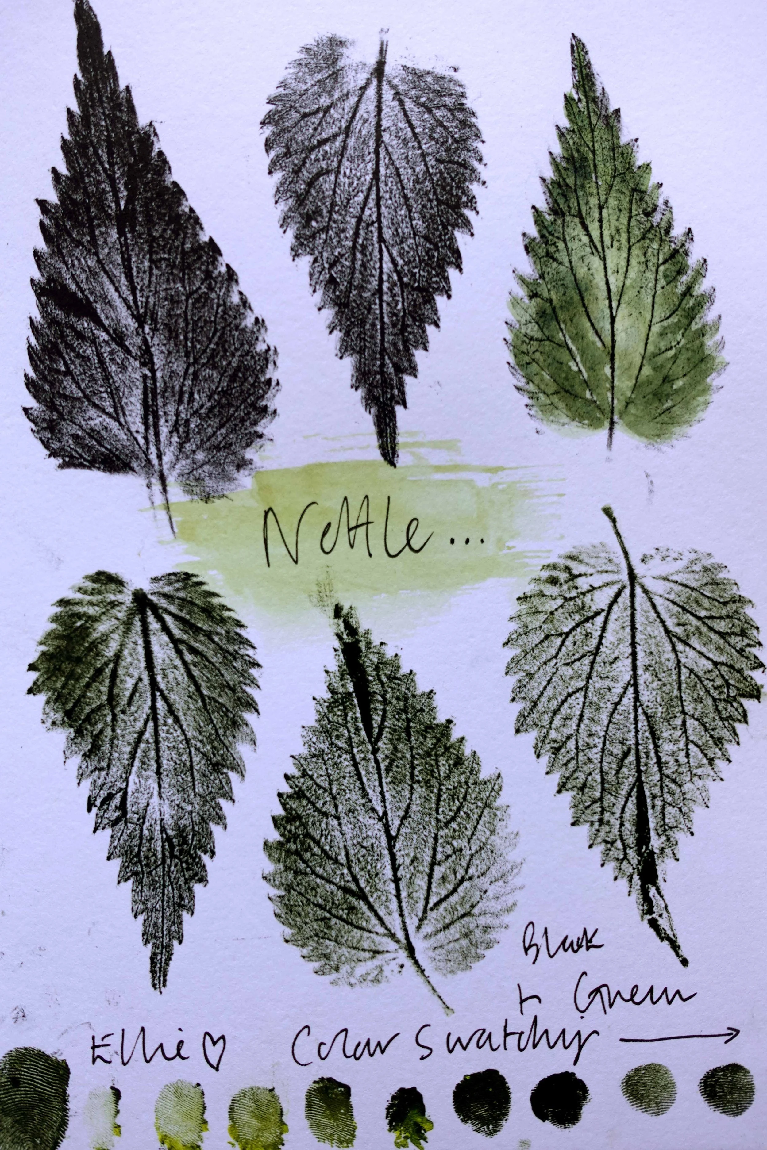 Nettle 5.jpg