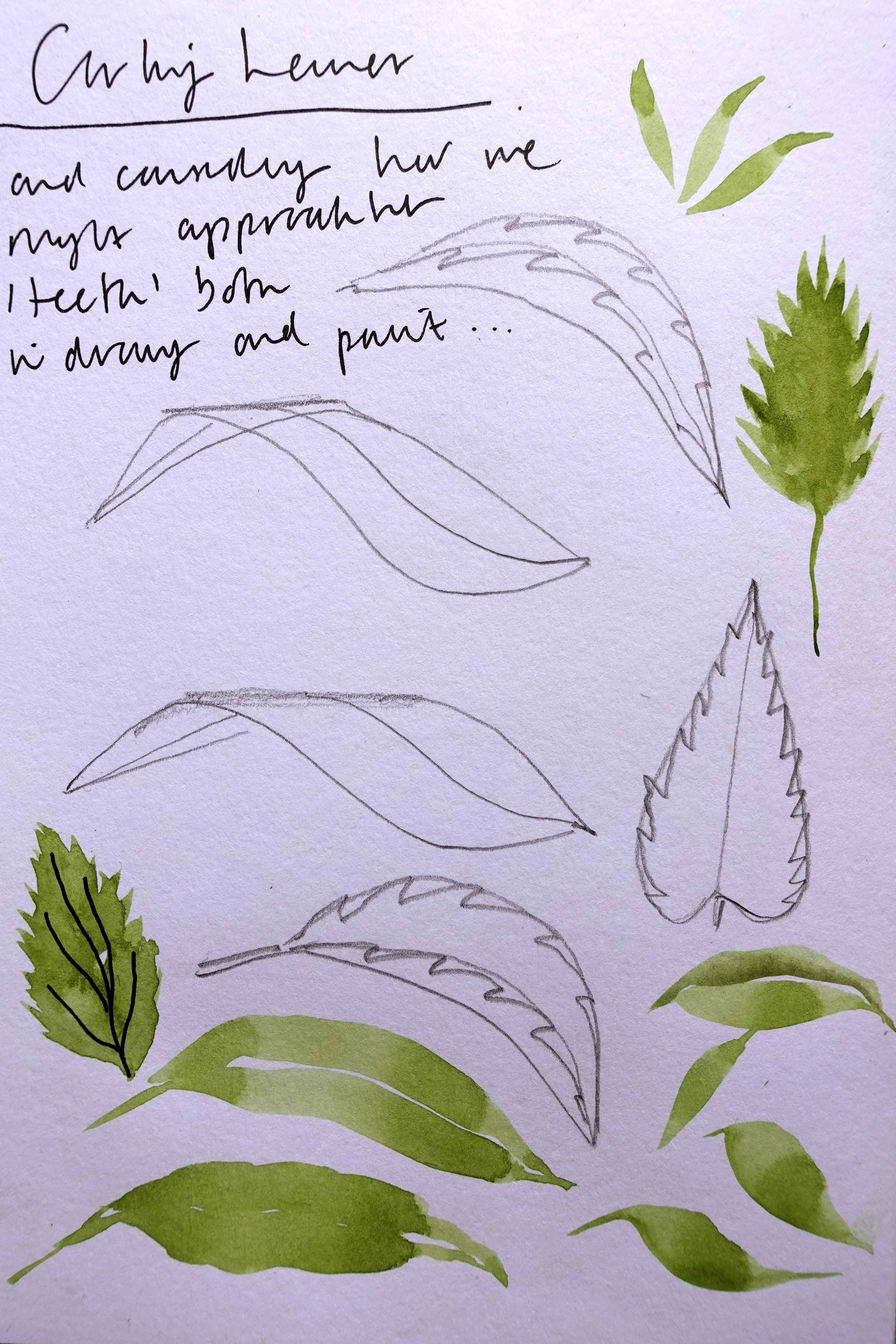 Nettle 7.jpg