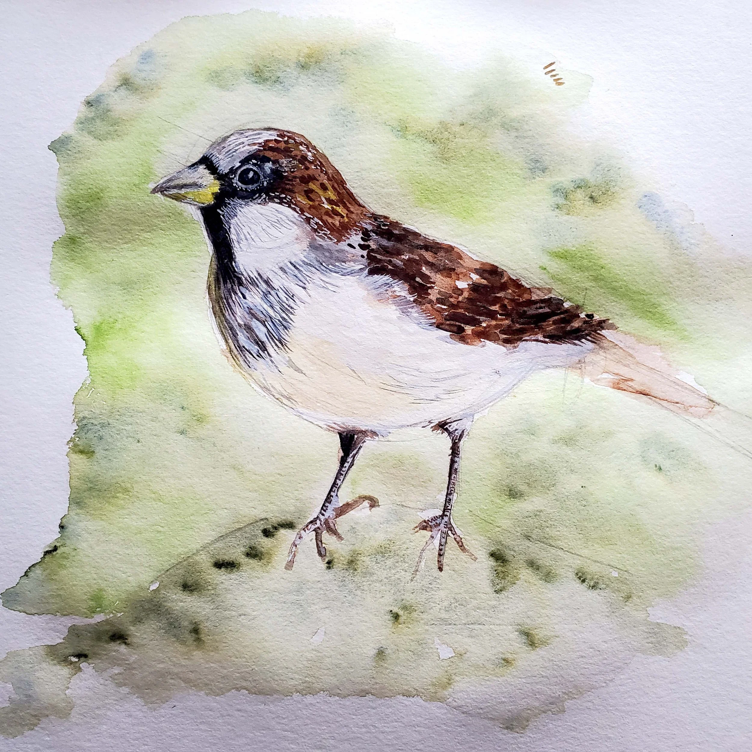 sparrow 1.jpg