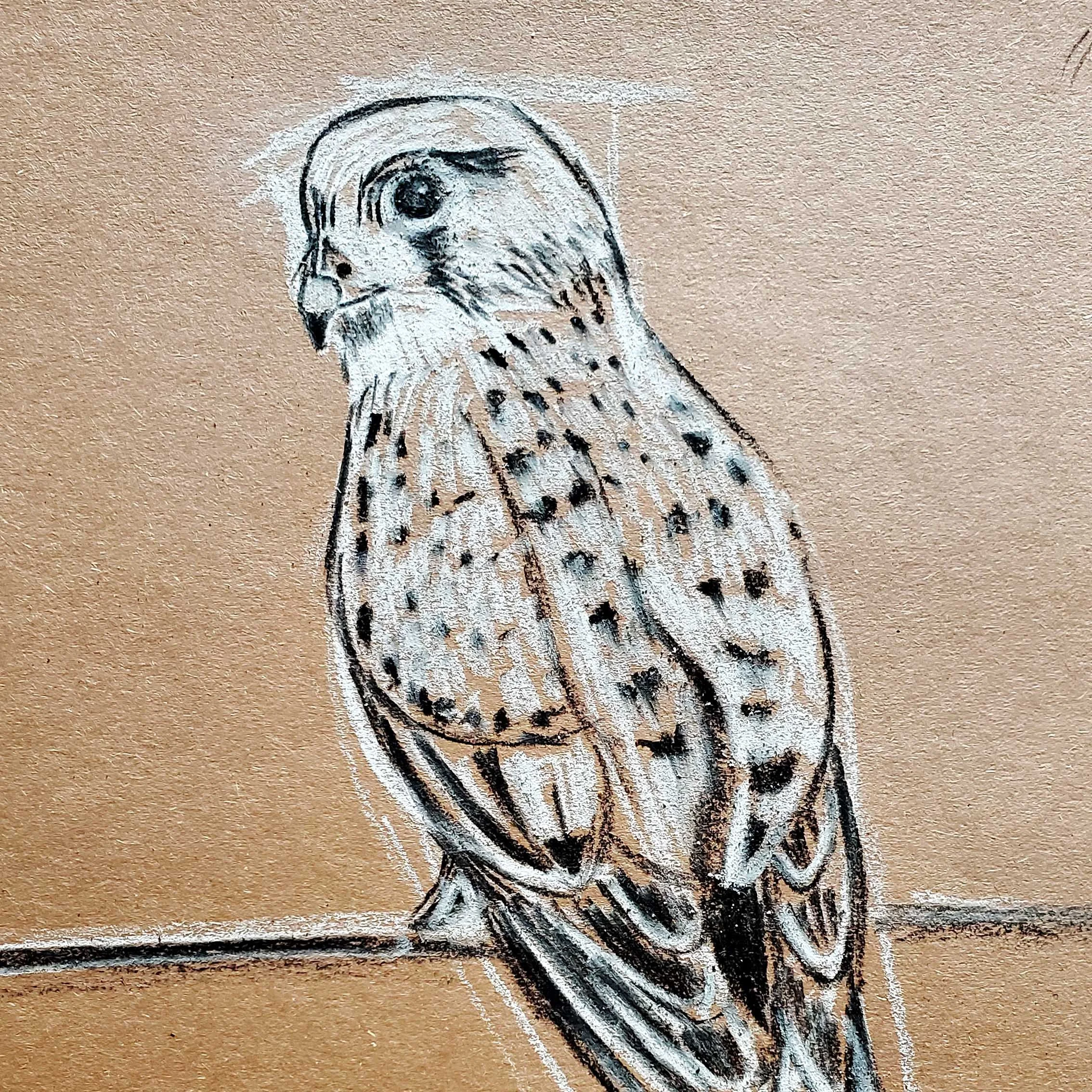 Kestrel.jpg