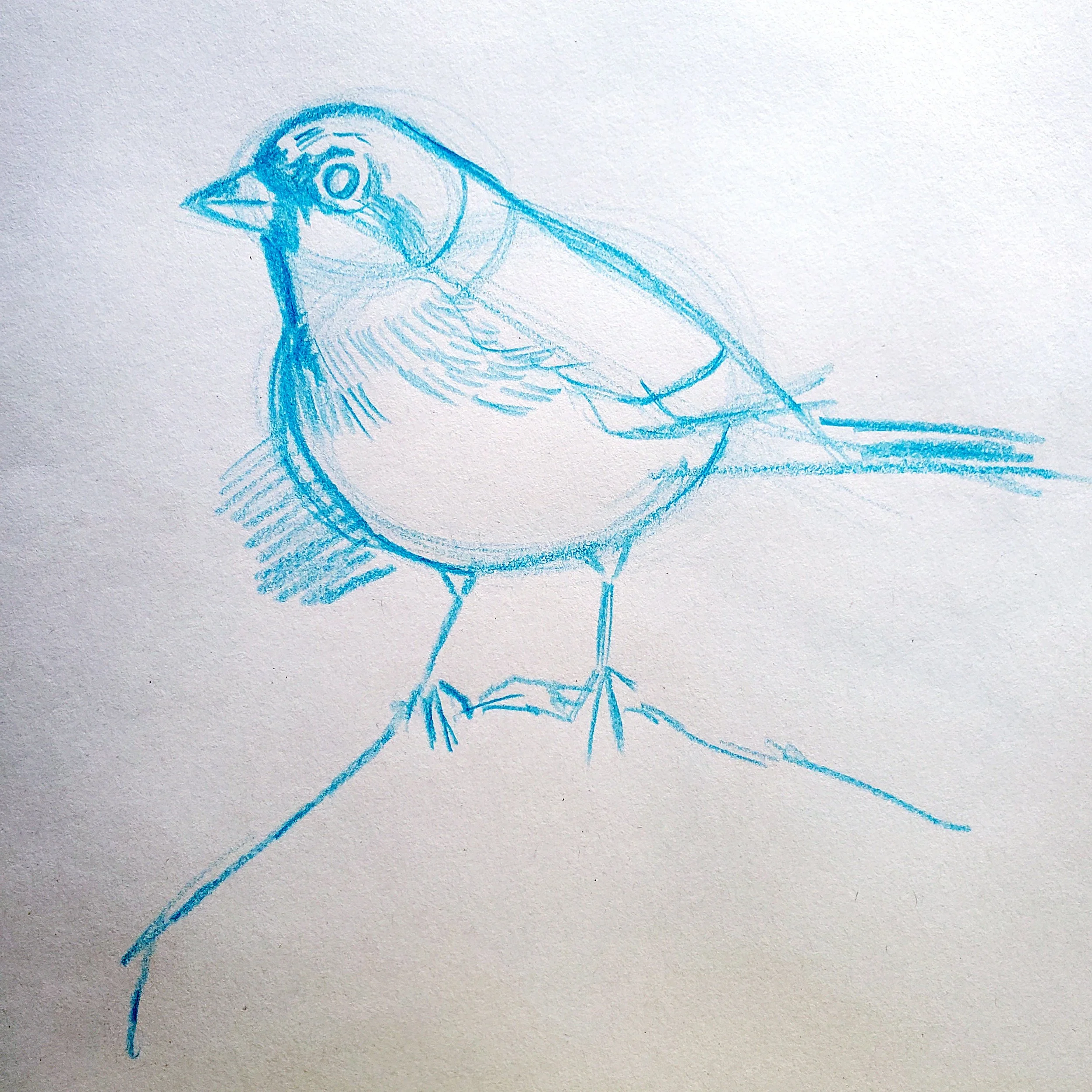 Bird sketch.jpg