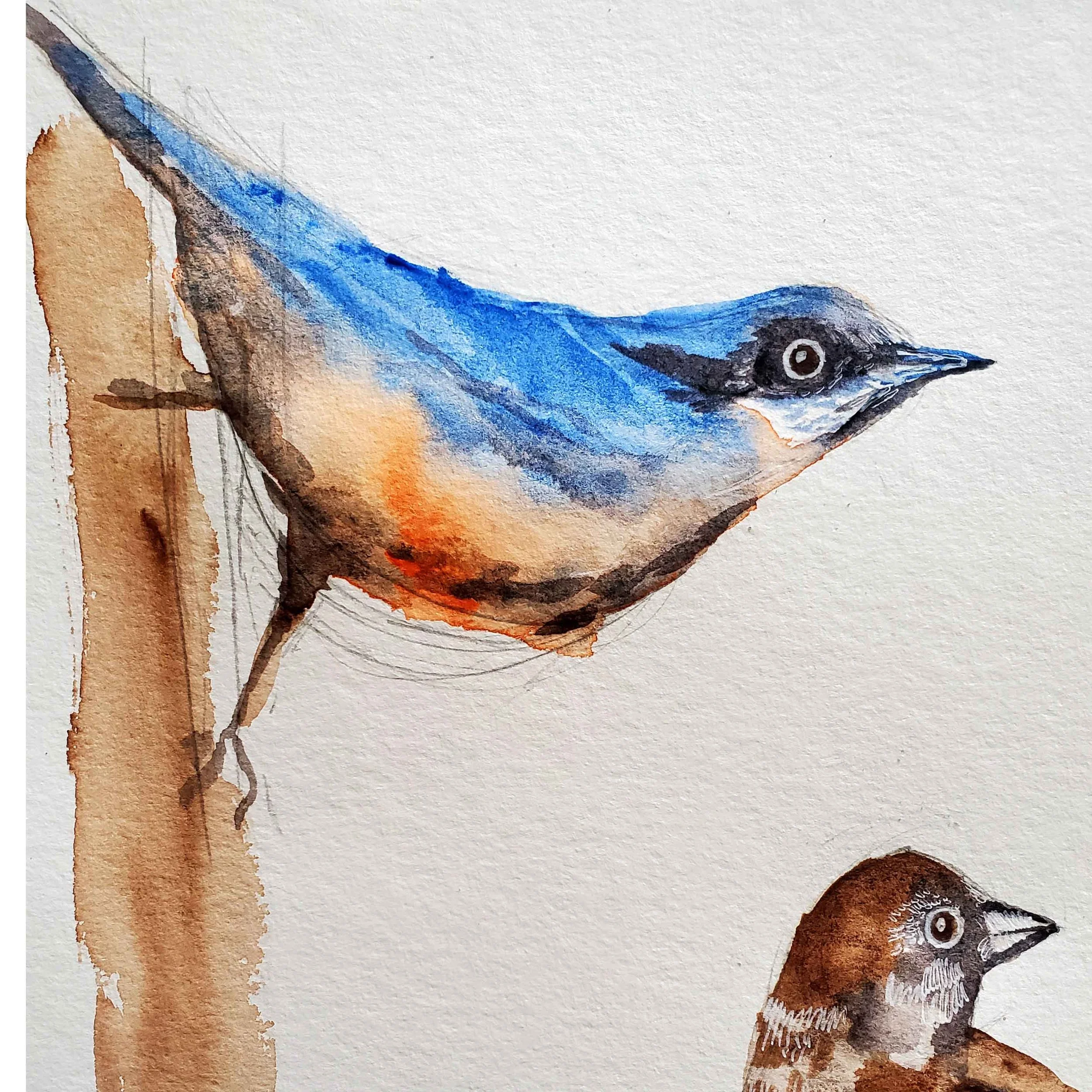 Nuthatch.jpg