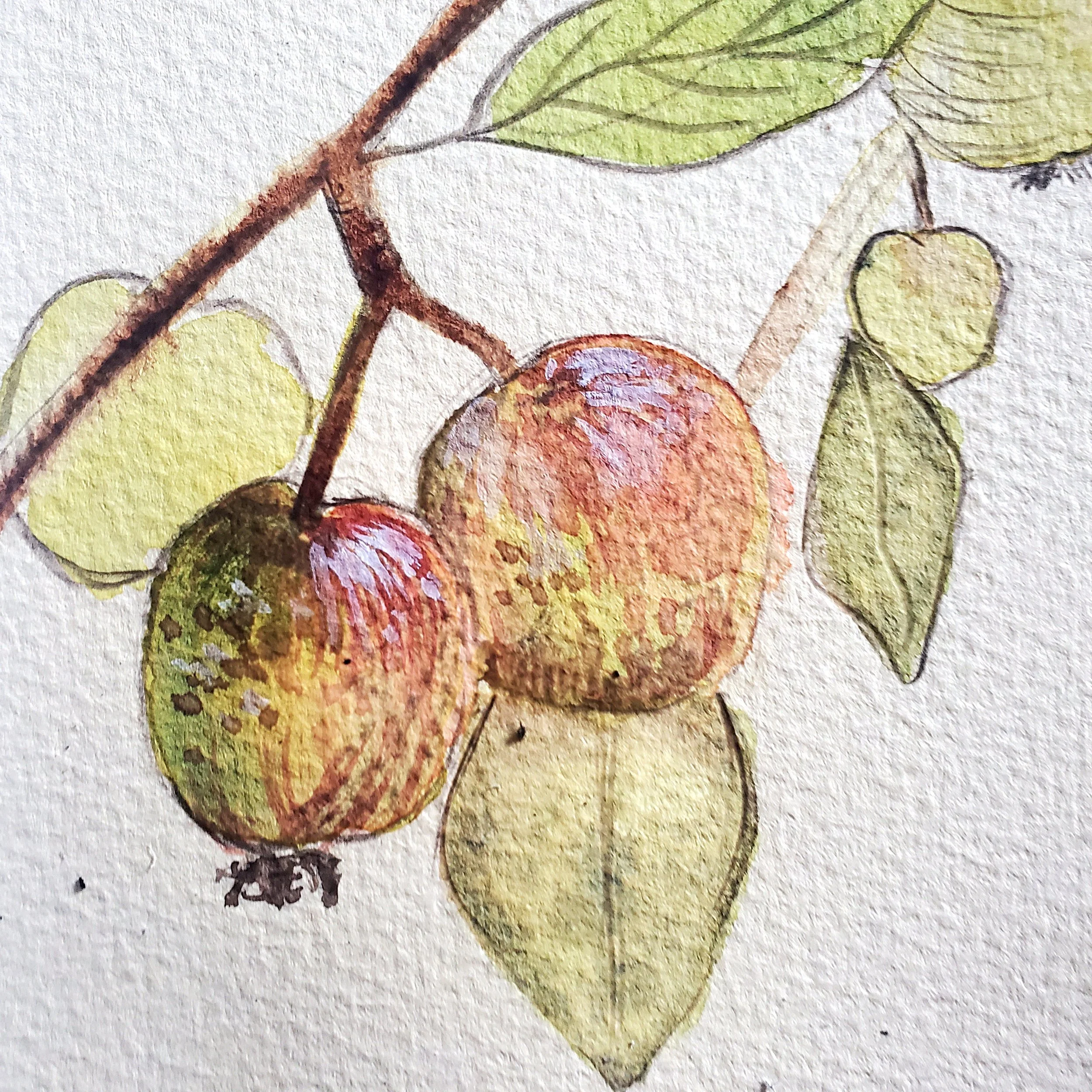 Close up crab apple.jpg
