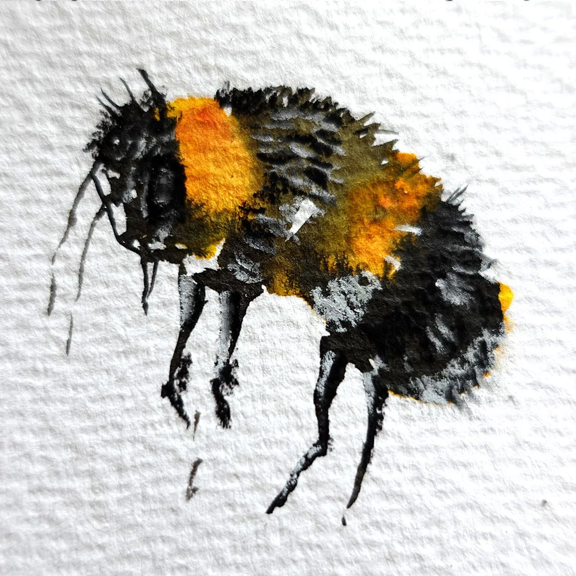 Wingless bee.jpg