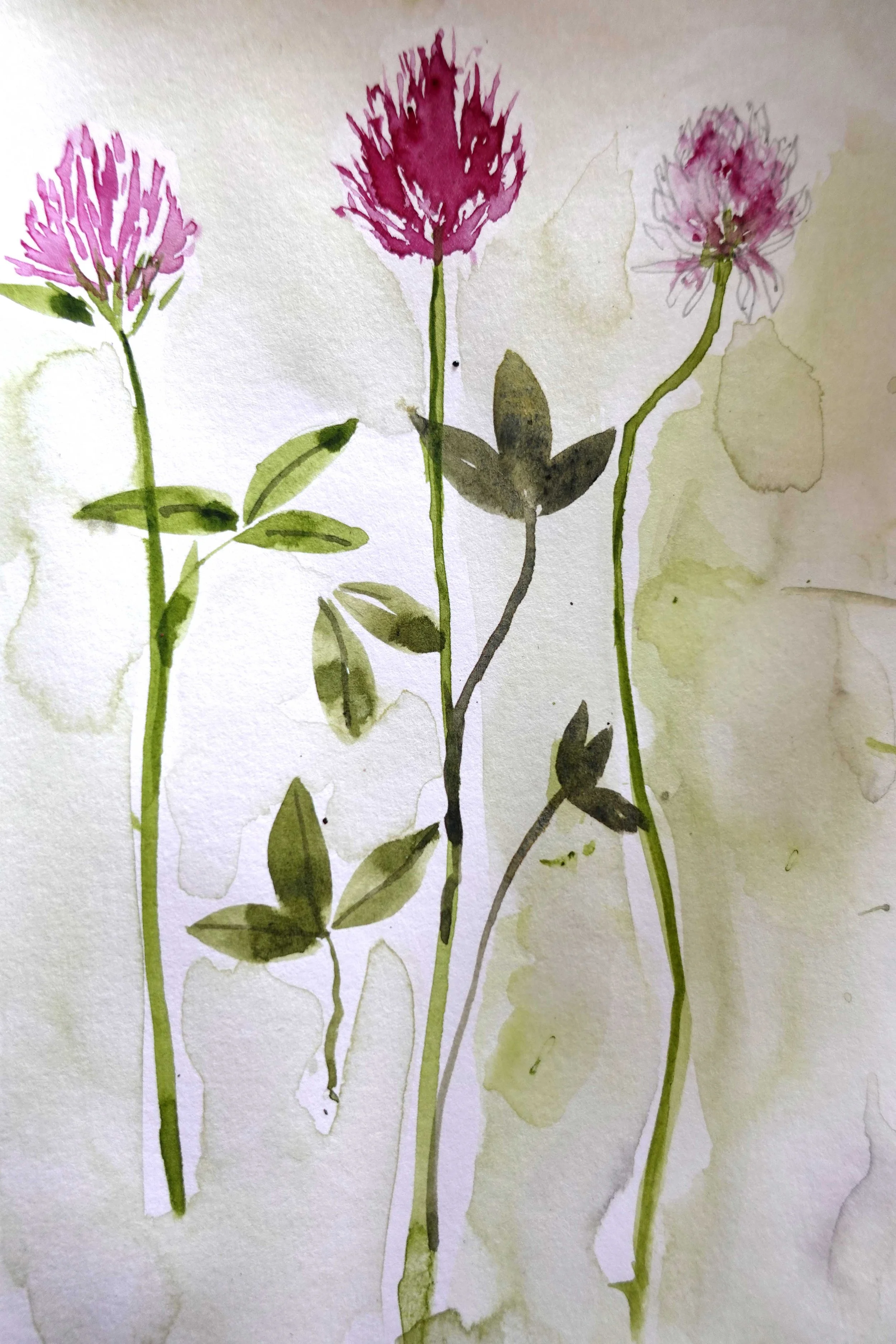 Clover.jpg
