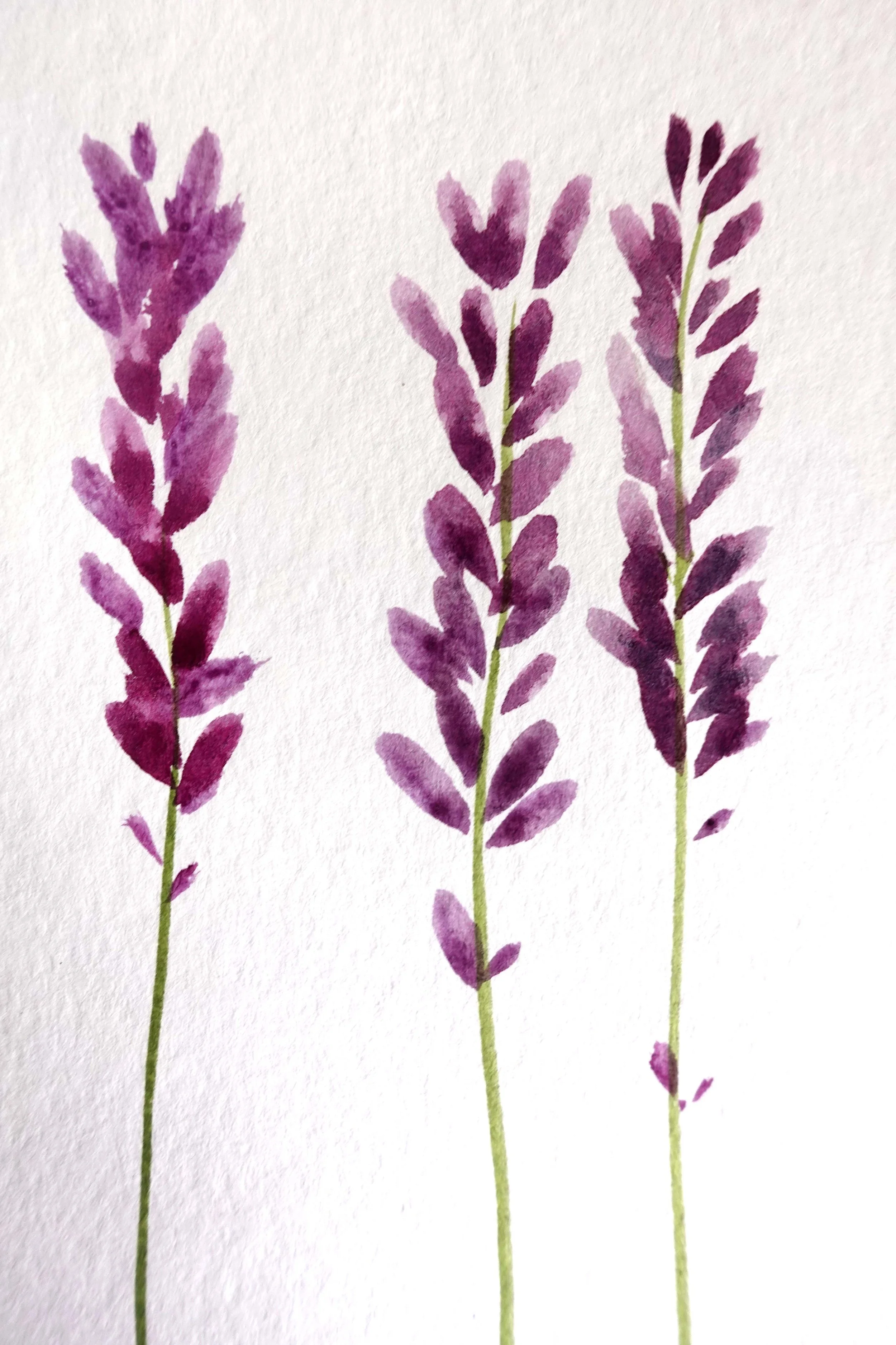 Lavendar.jpg