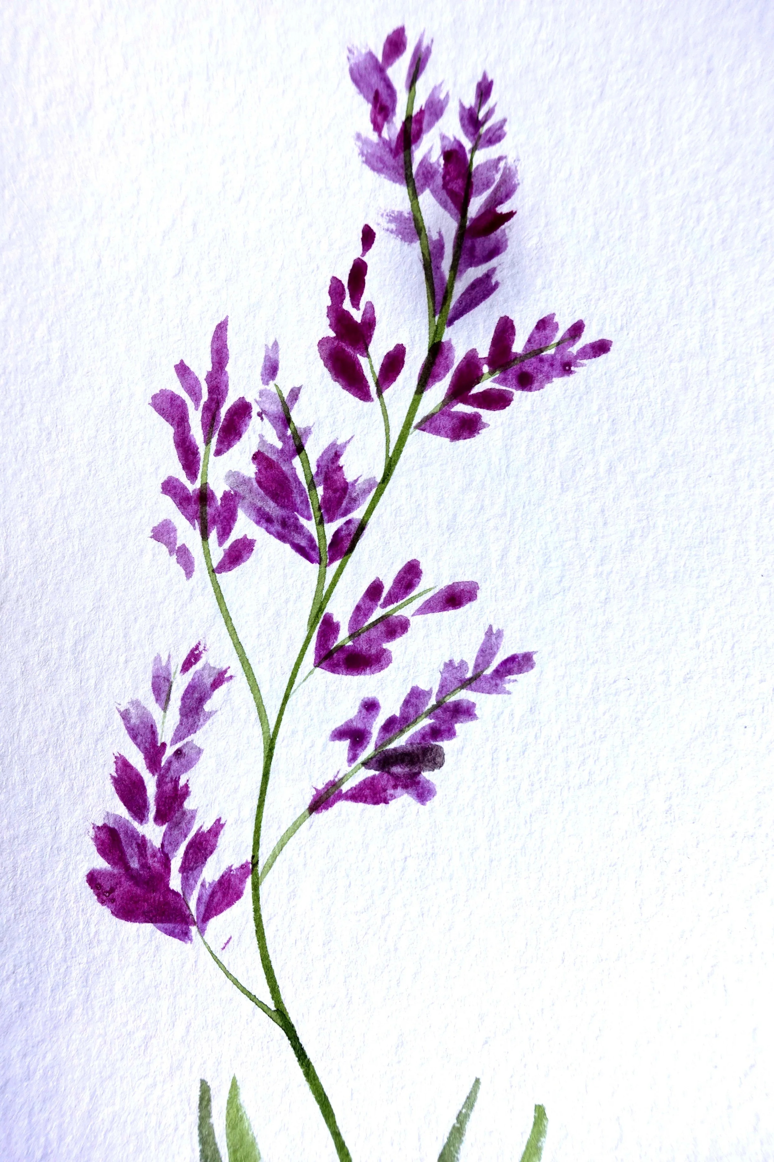 Toadflax close up.jpg