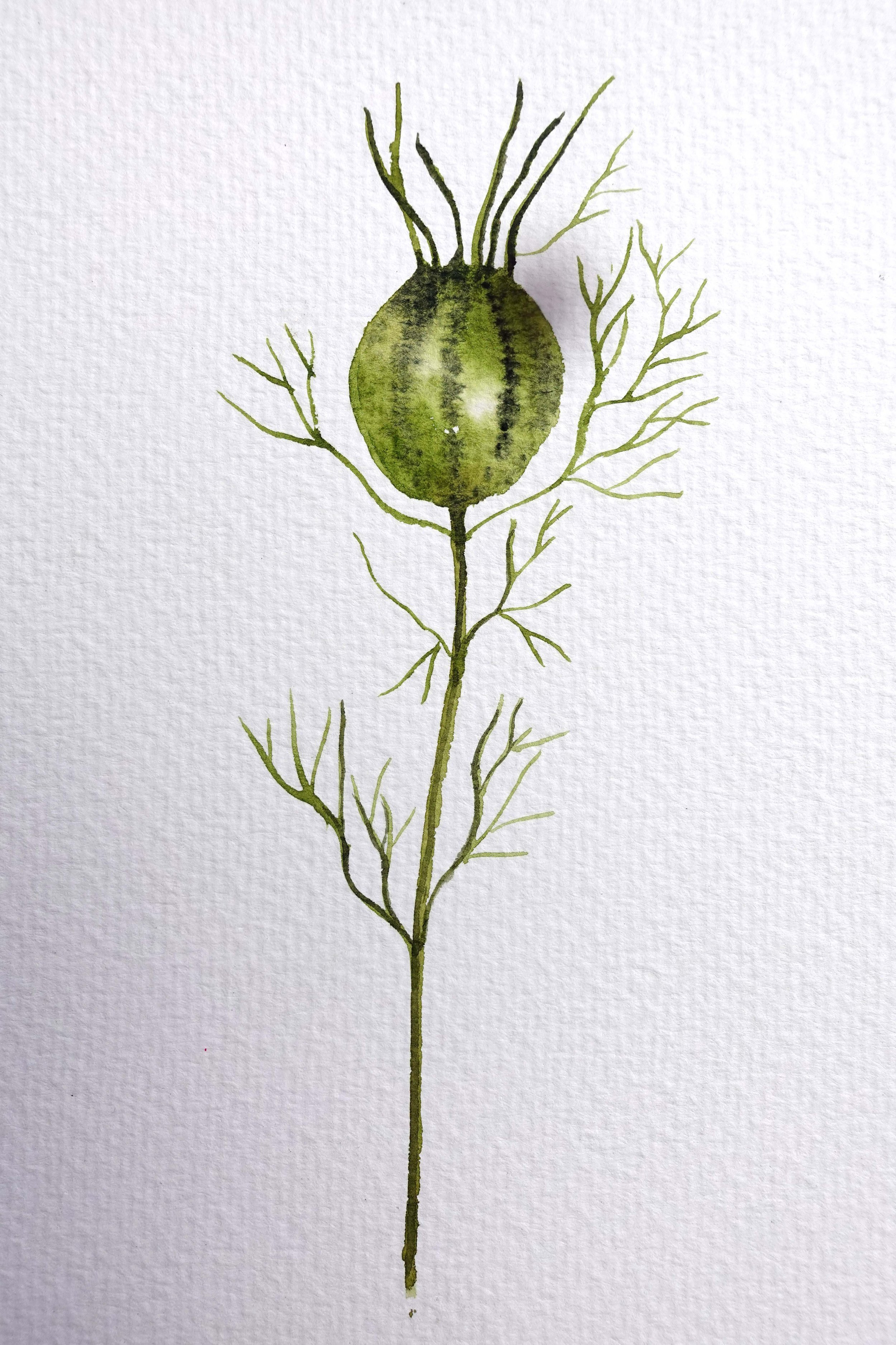 Nigella Seed Head.jpg