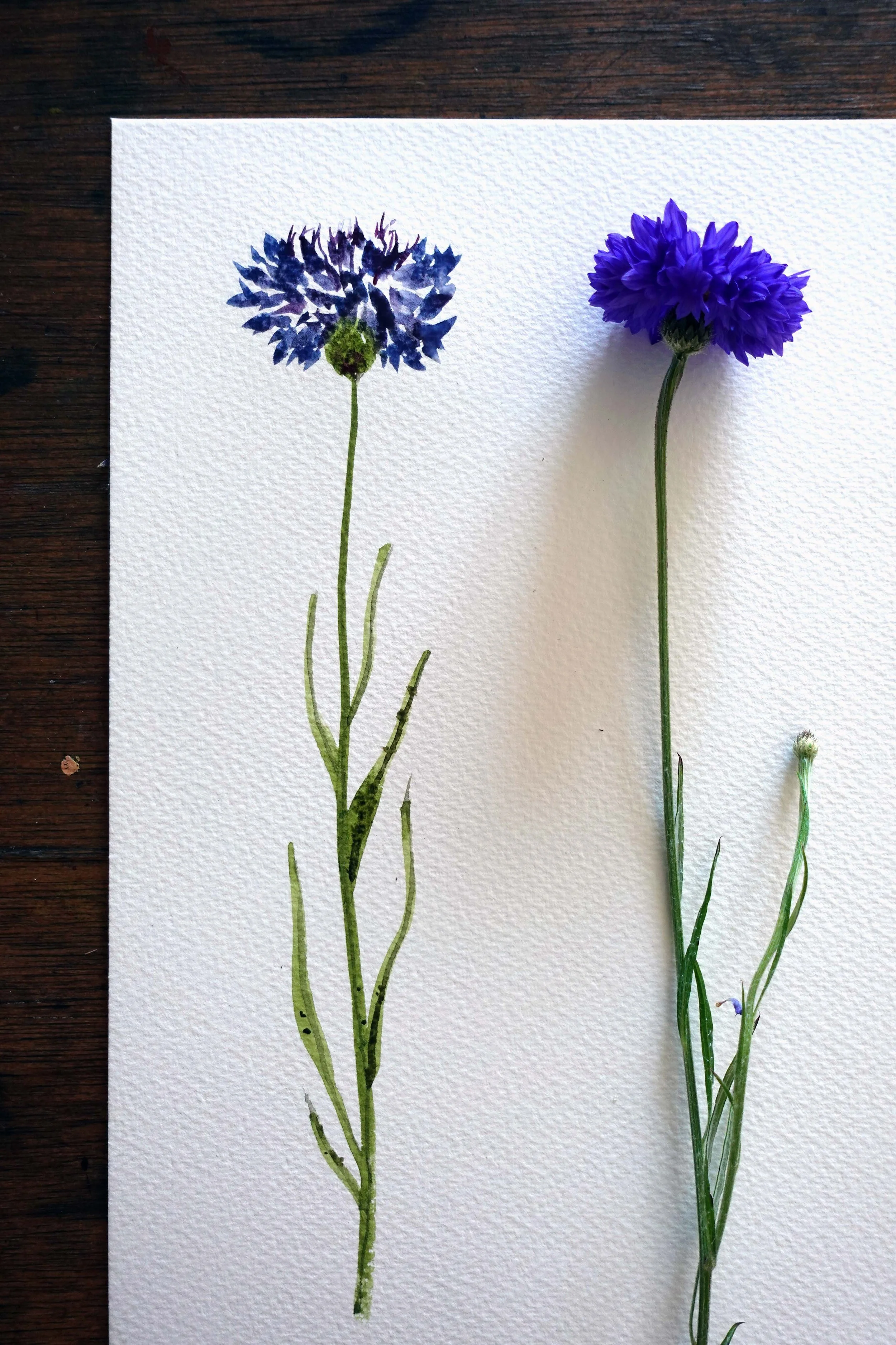 Cornflower.jpg