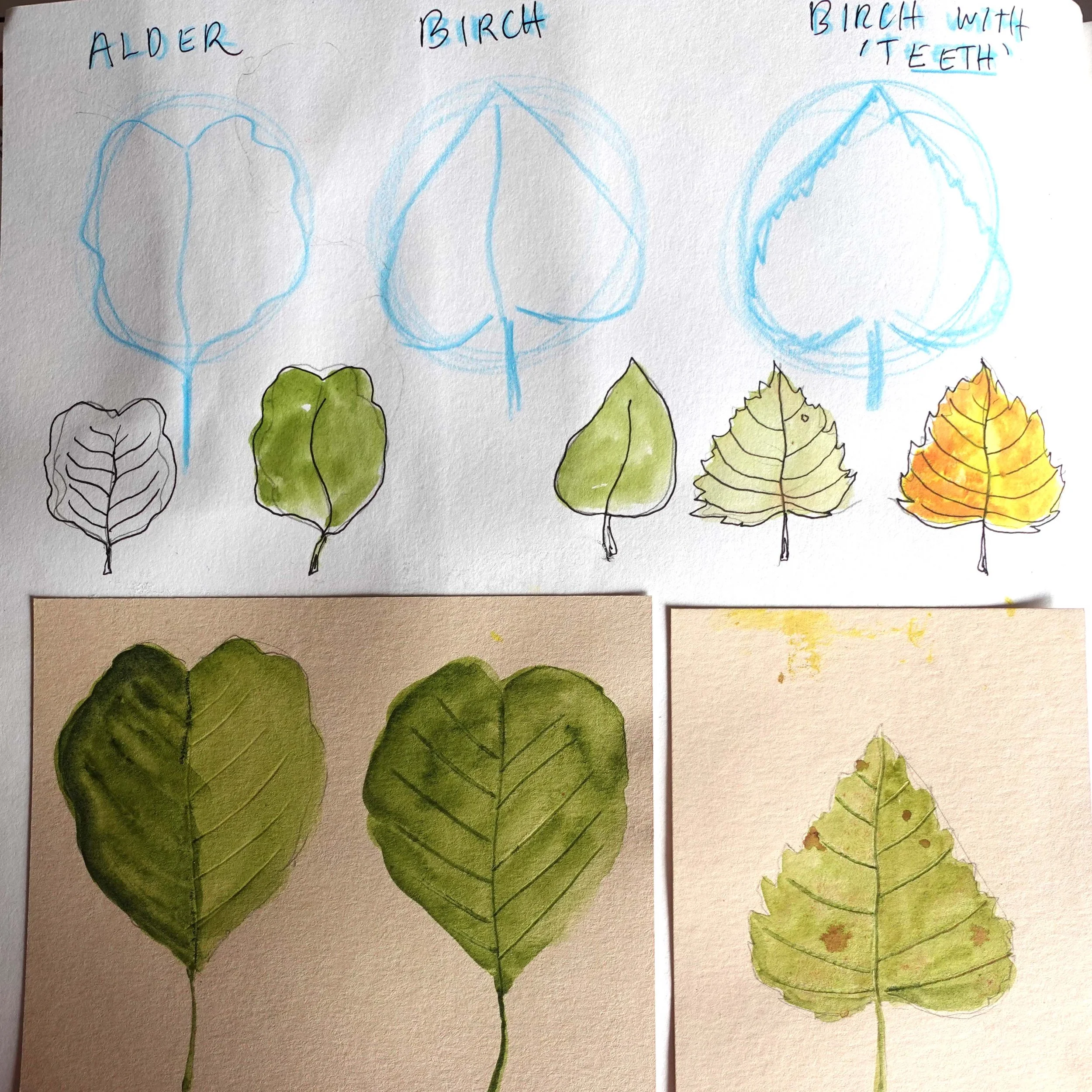 Leaf sketching.jpg