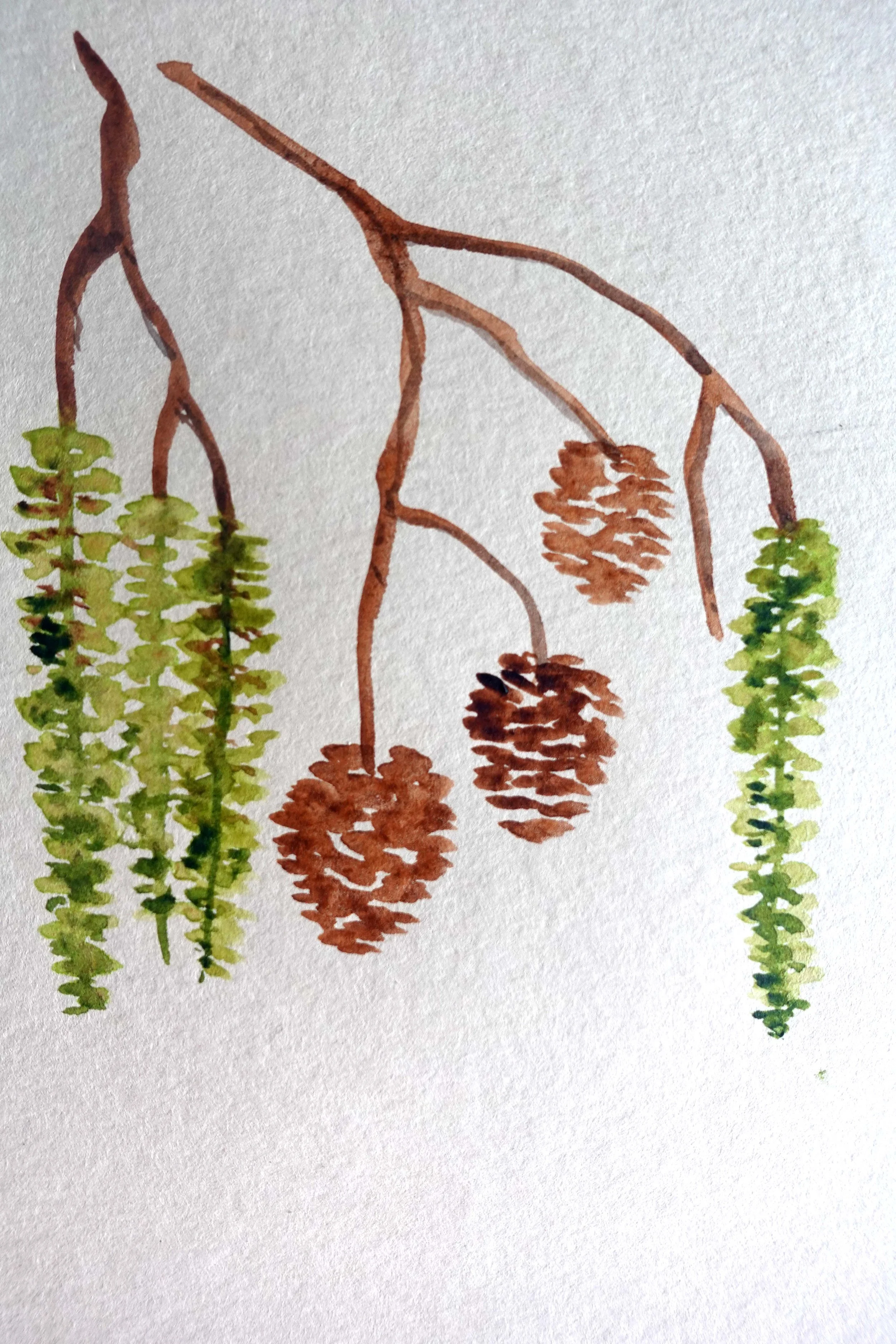 Cones and catkins.jpg
