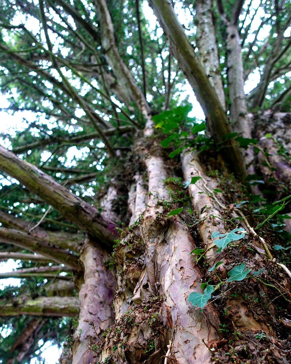 Yew4.jpg