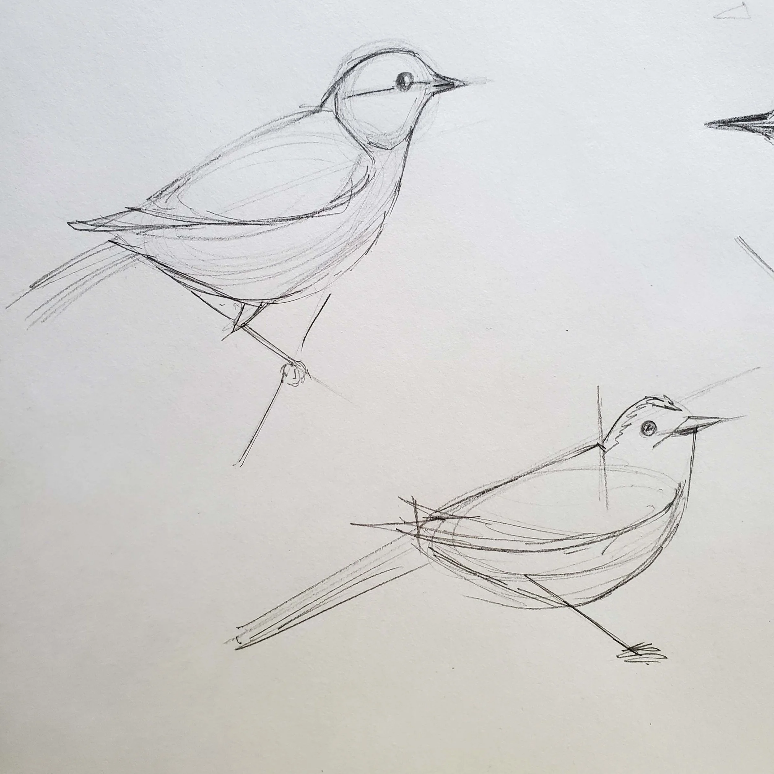 Bird Sketching.jpg