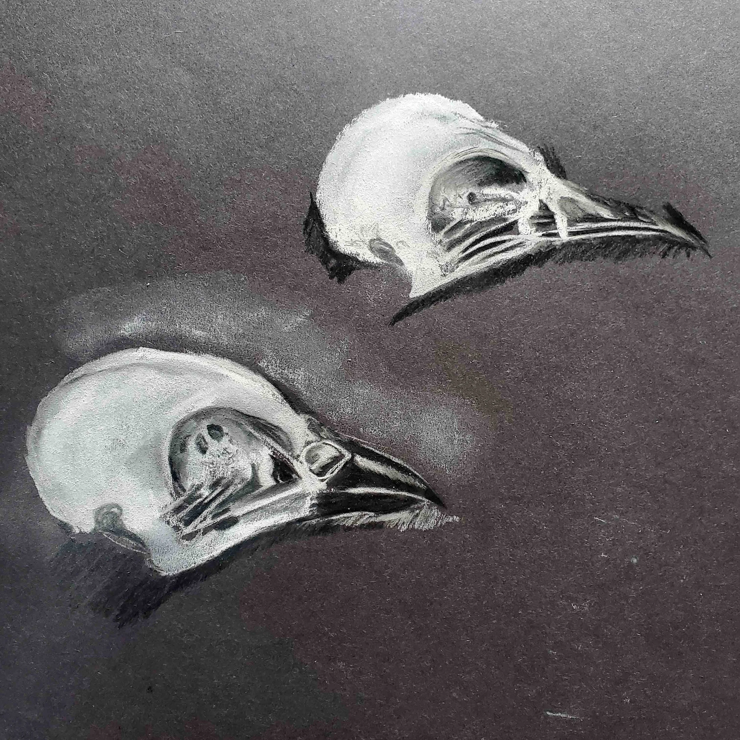 Bird skulls.jpg