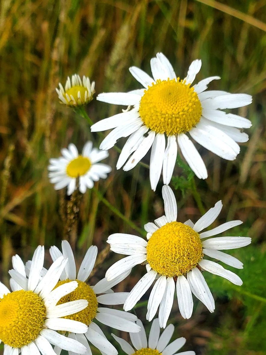 Chamomile.jpg
