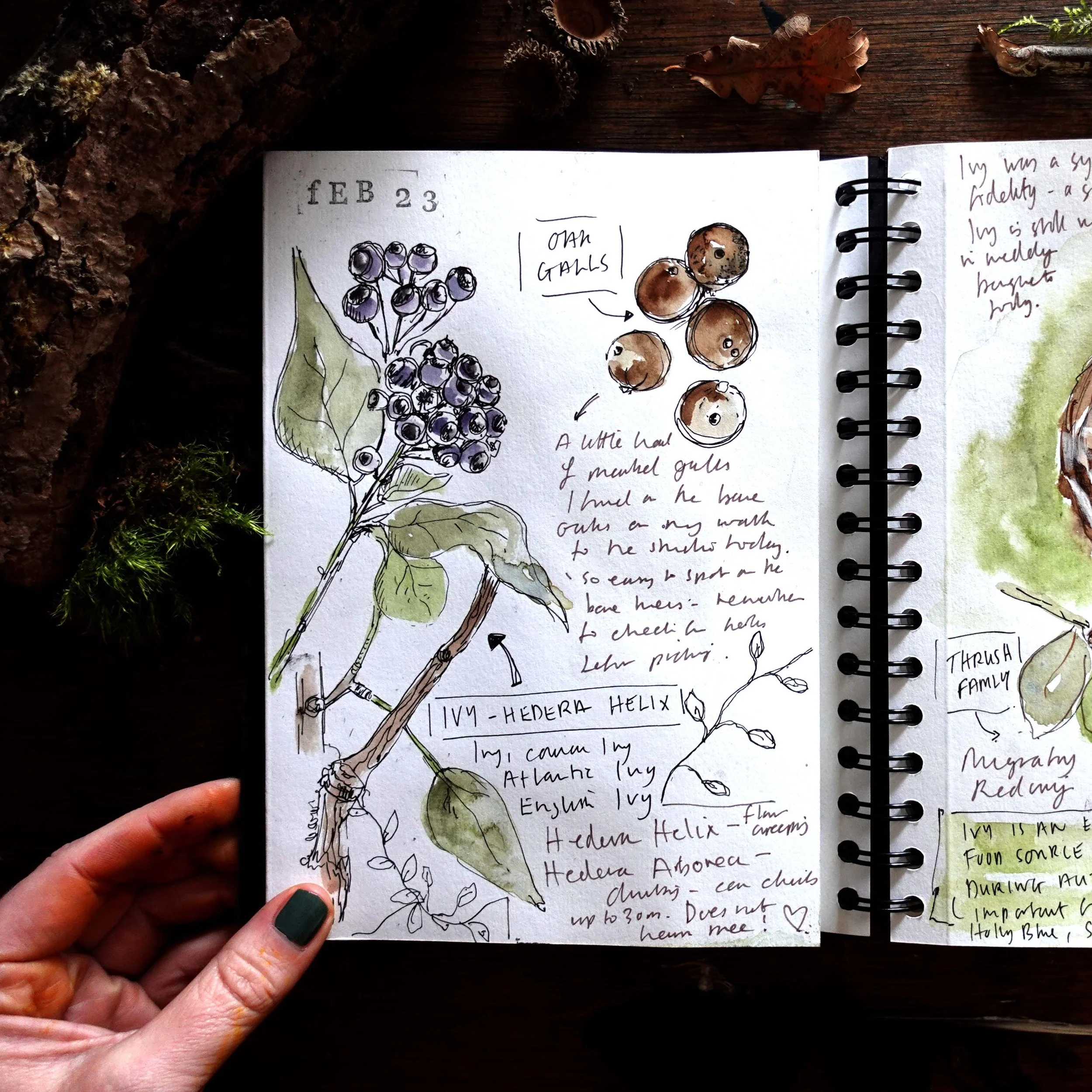 Woodland Nature Diary sq.jpg