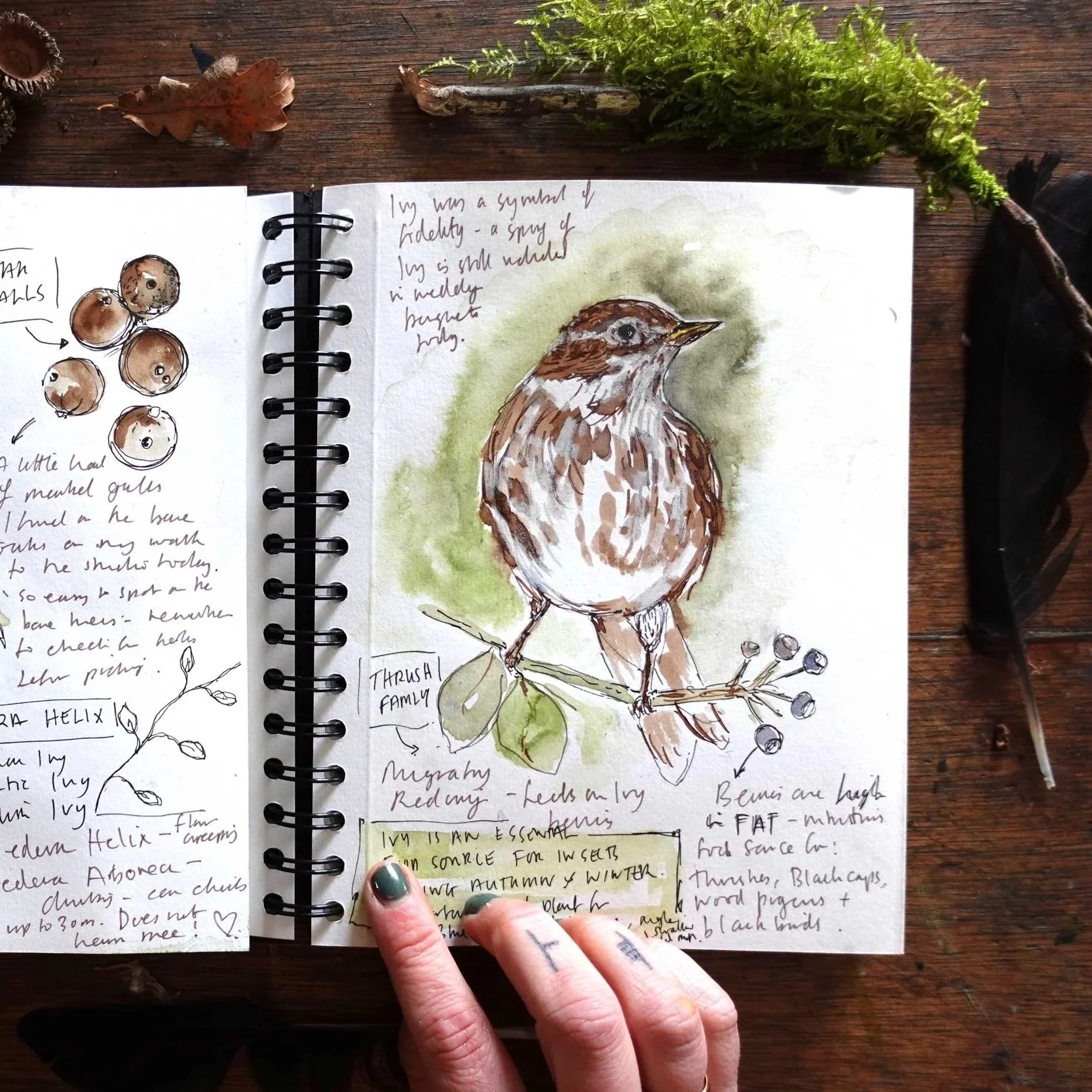 Woodland+Nature+Diary+Al+Banner.jpg