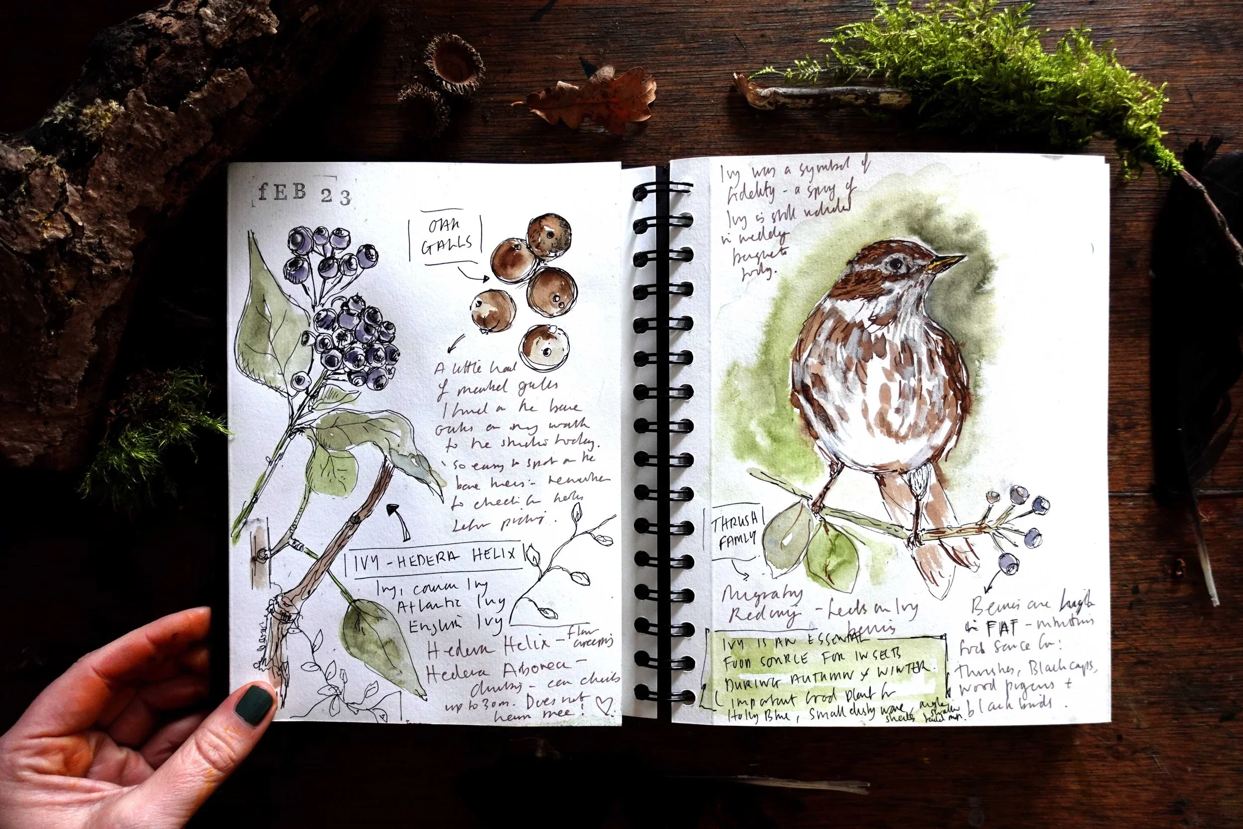 Signs of Spring - Nature Journaling at Hannah Peschar Sculpture Garden
