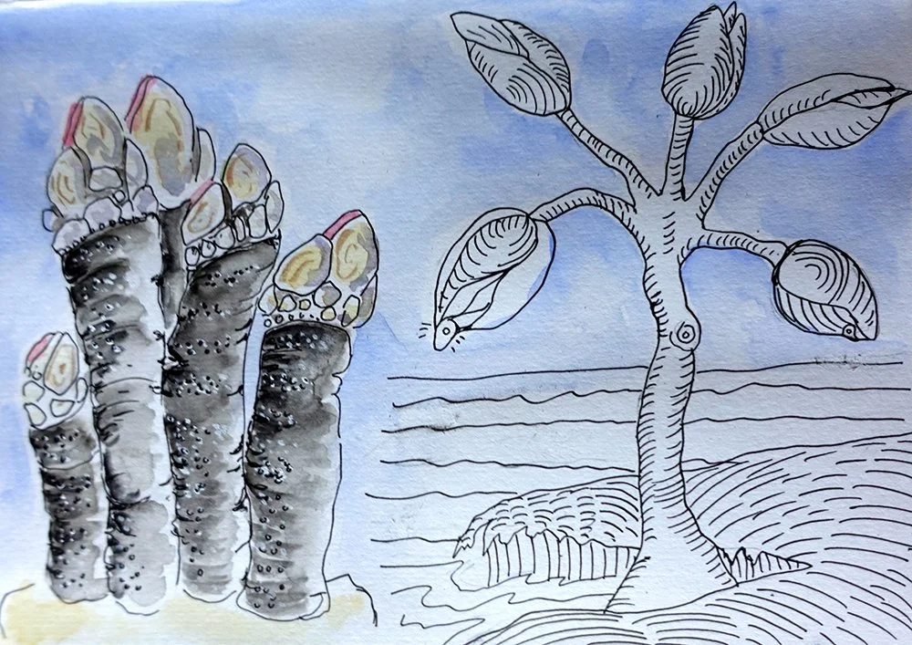 Goose Barnacles.jpg