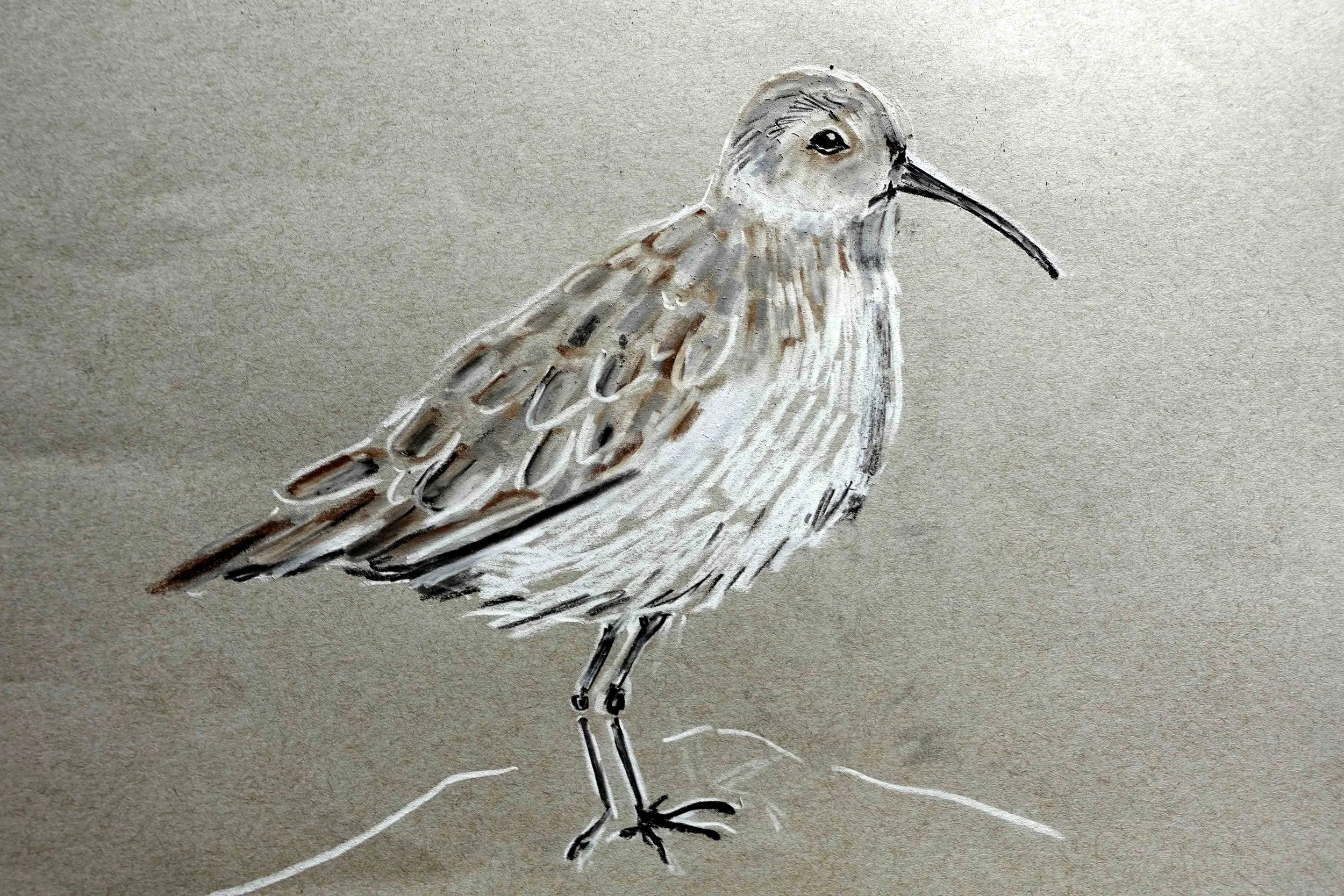 Dunlin 4.jpg
