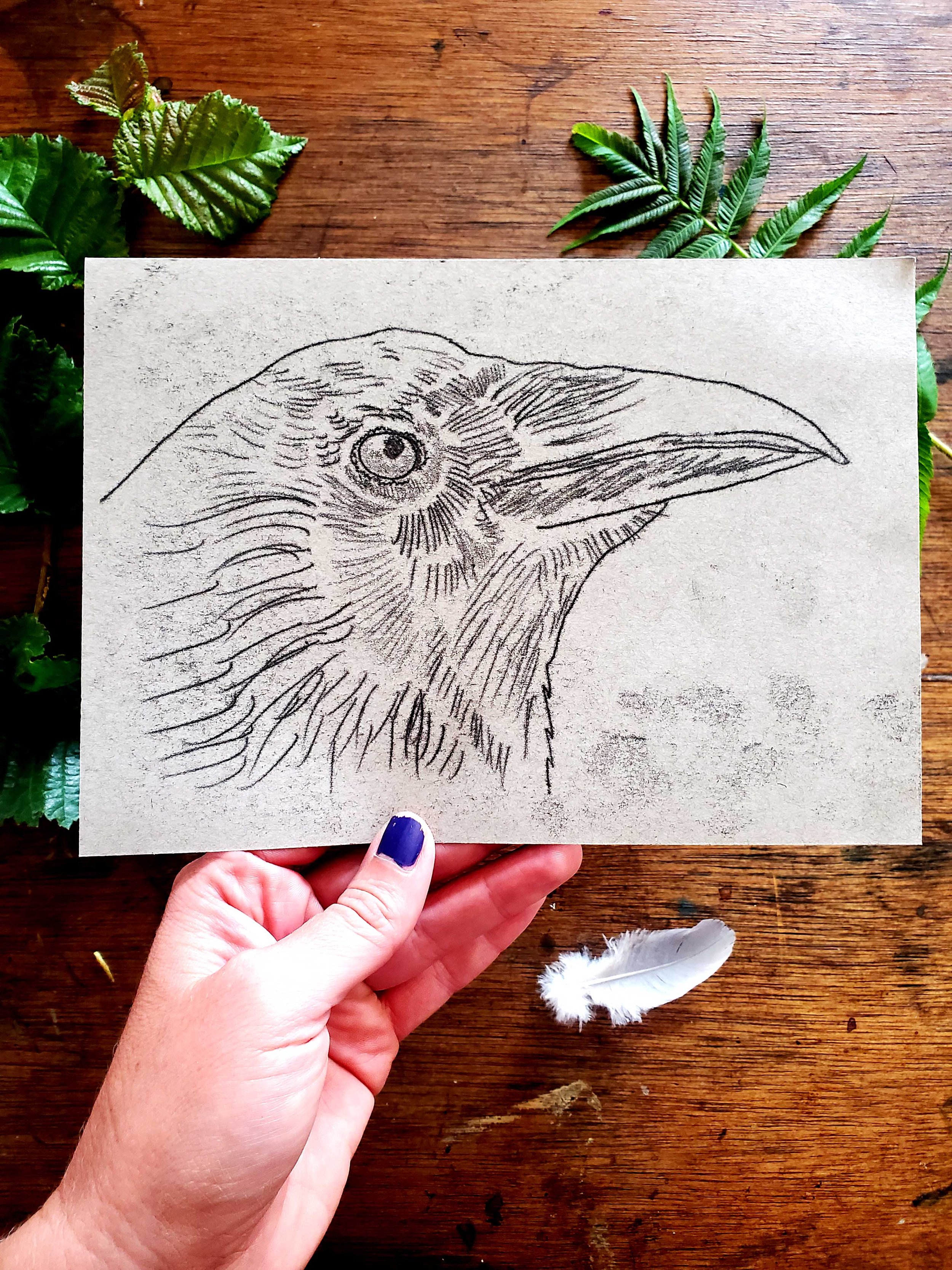 Crow1.jpg