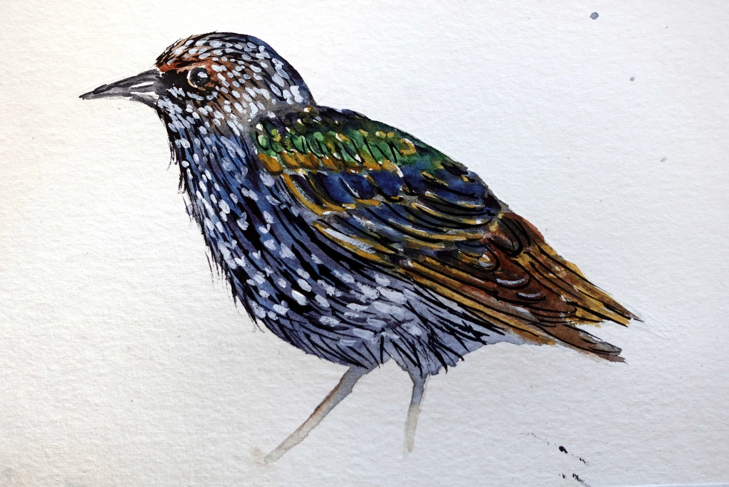 Winter Starling.jpg