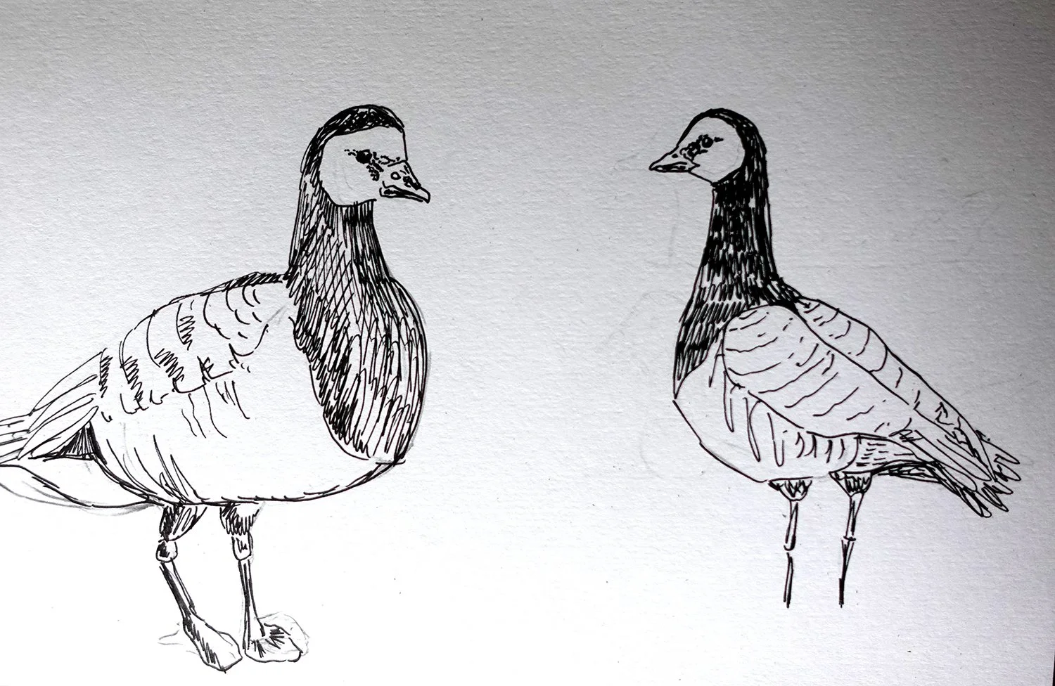 Loosey goosey 2.jpg