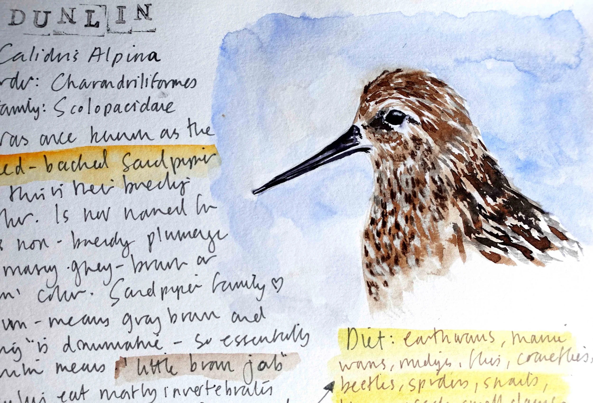 Dunlin 1.jpg