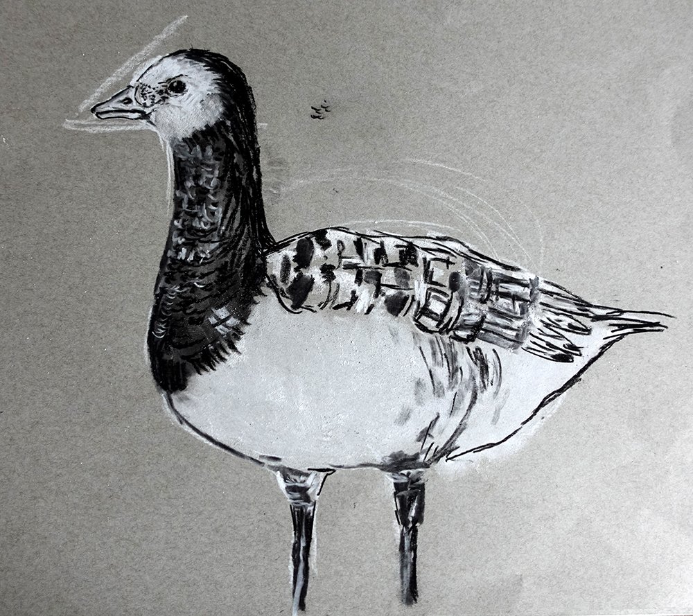 filmed goose.jpg