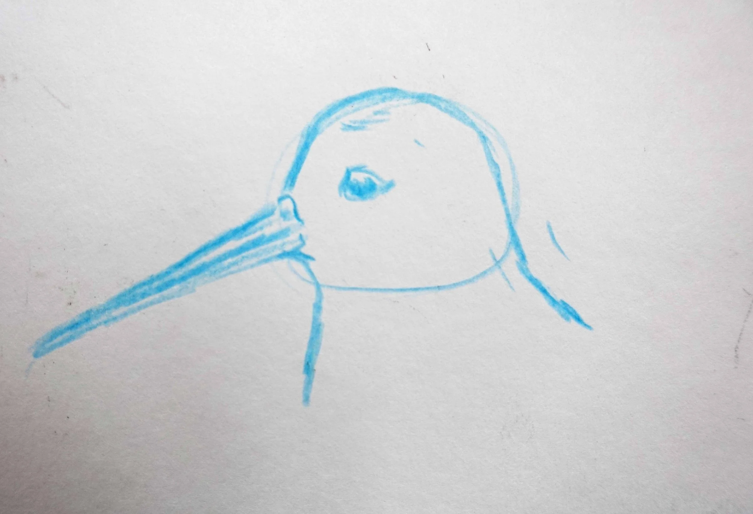 Dunlin 5.jpg