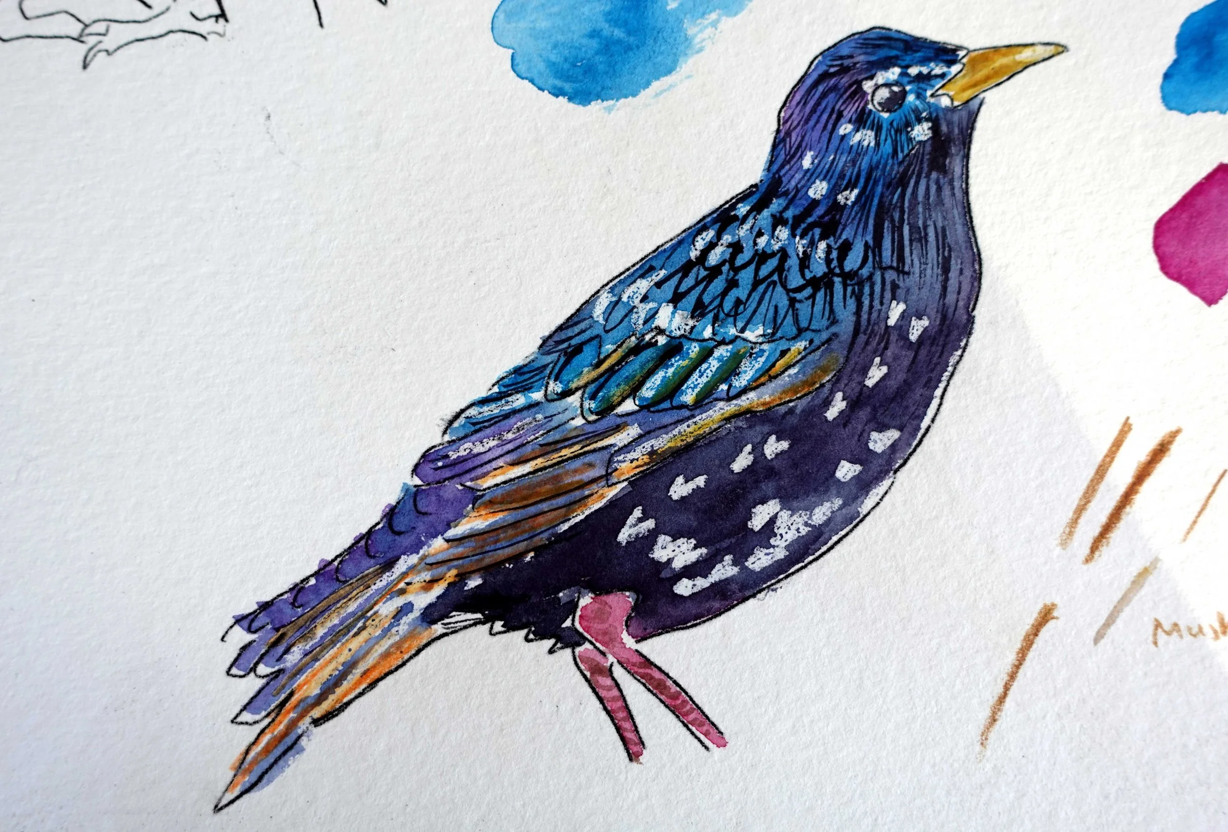 Starling 5.jpg