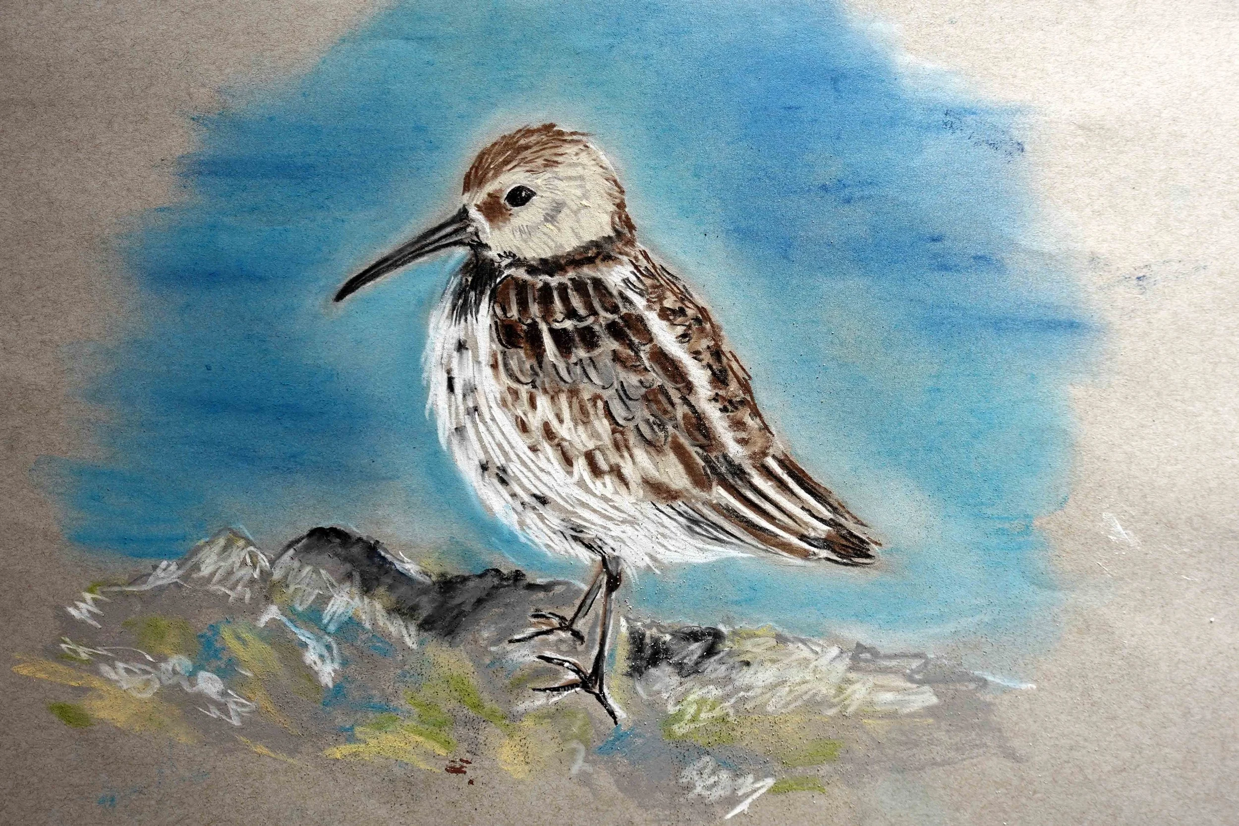 Dunlin 8.jpg