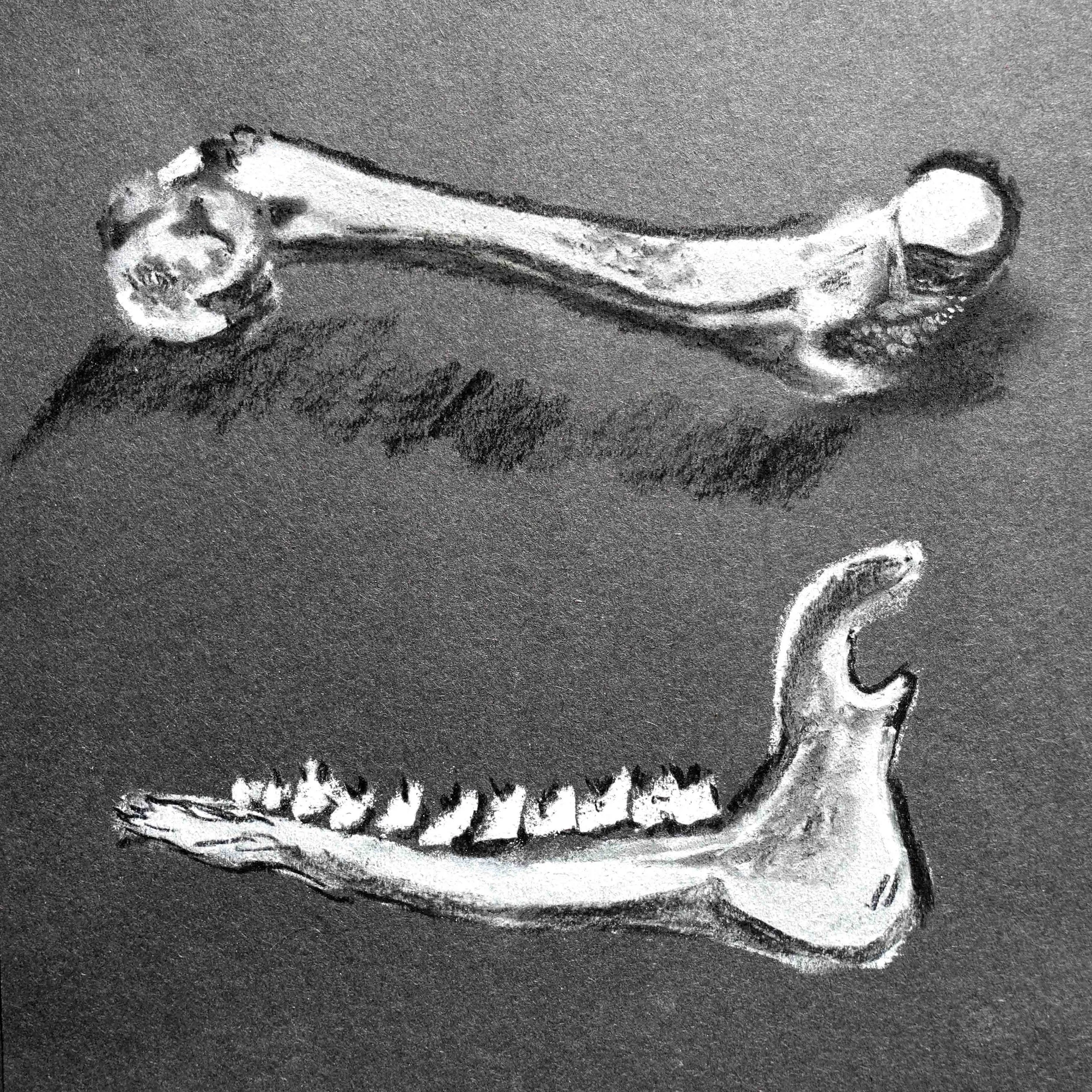 The bones.jpg
