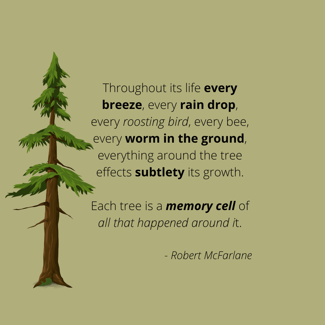 The Spirit of Trees Autumn 2022 (1).png