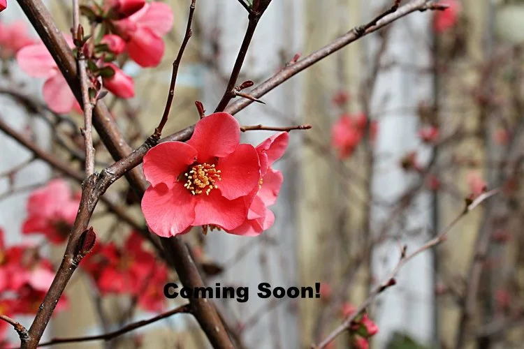Coming Soon Photo.jpg