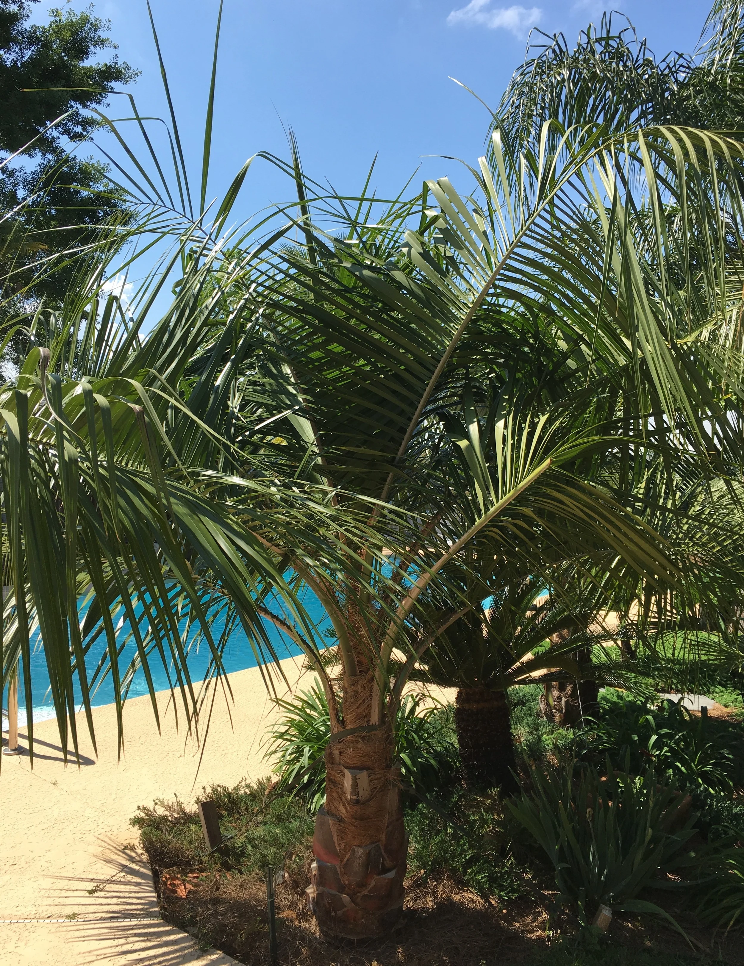 Mule Palms of Mississippi & Hybrid Palms
