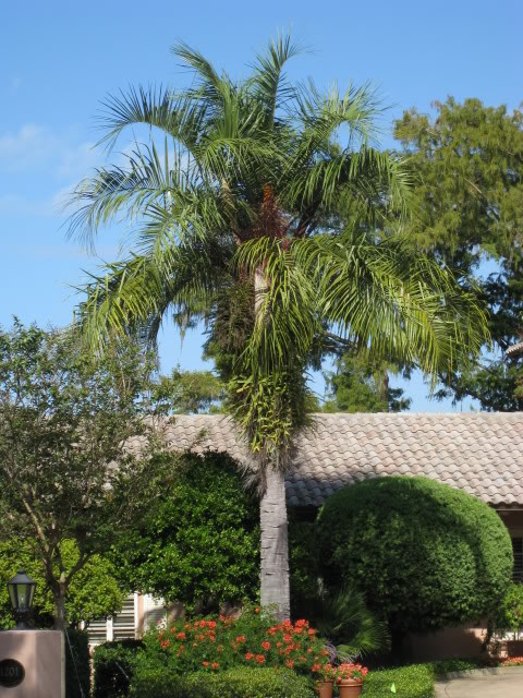 Mature Mule Palm. Photo found online.