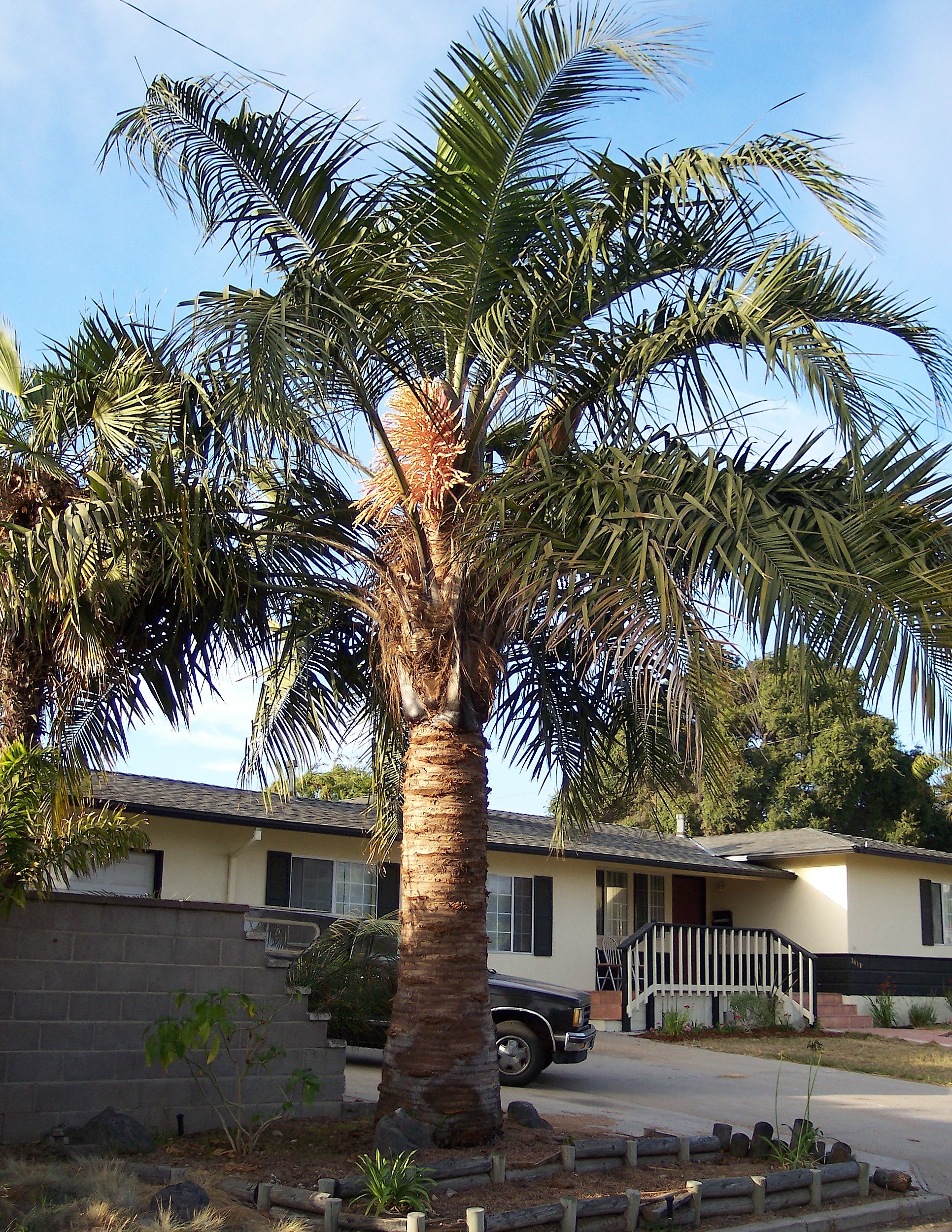 Specimen size Mule Palm. Photo found online.