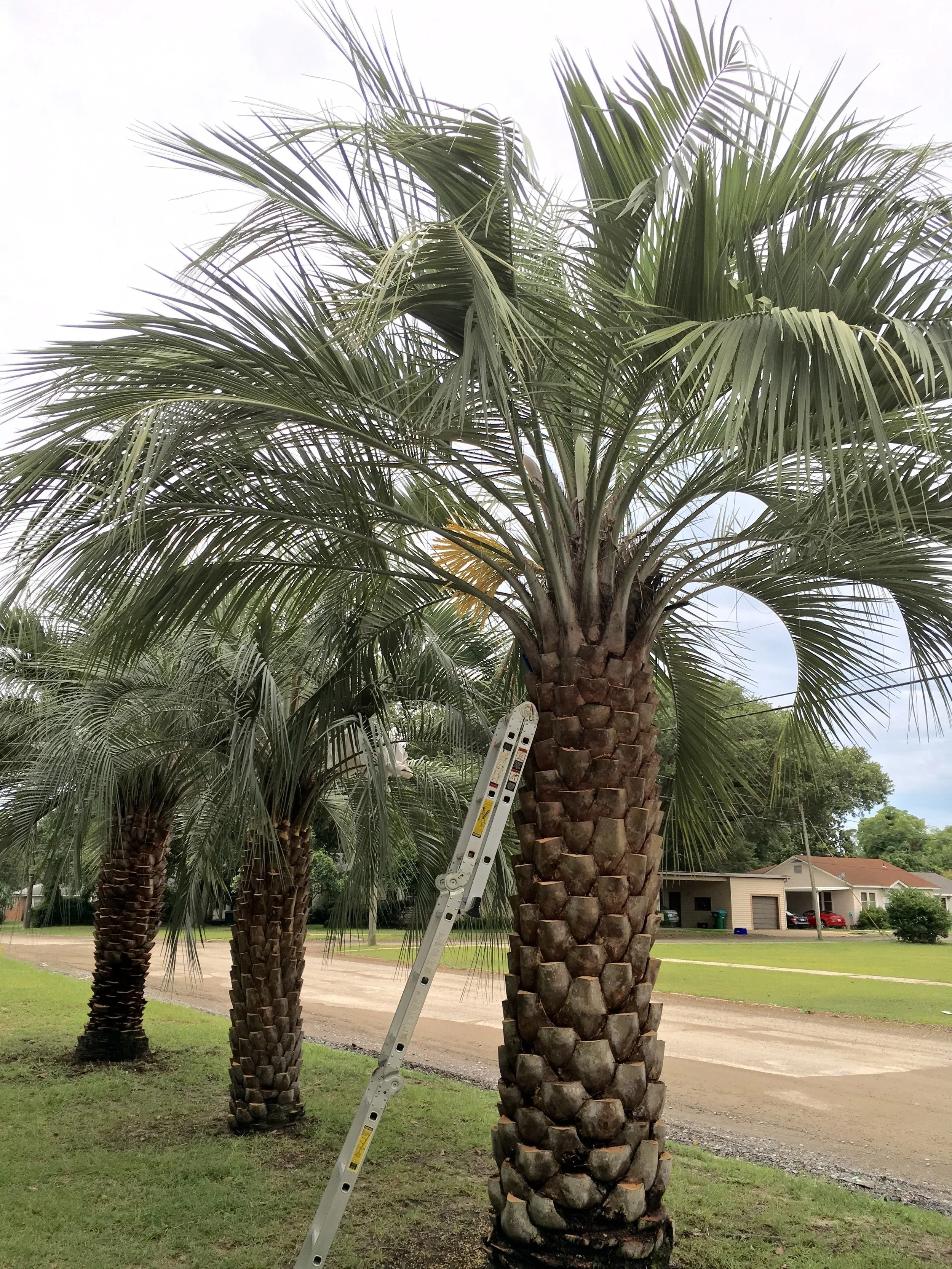 These 58 year old Butia odorata Palms are a few of what we use for seeding our Mule Palms.