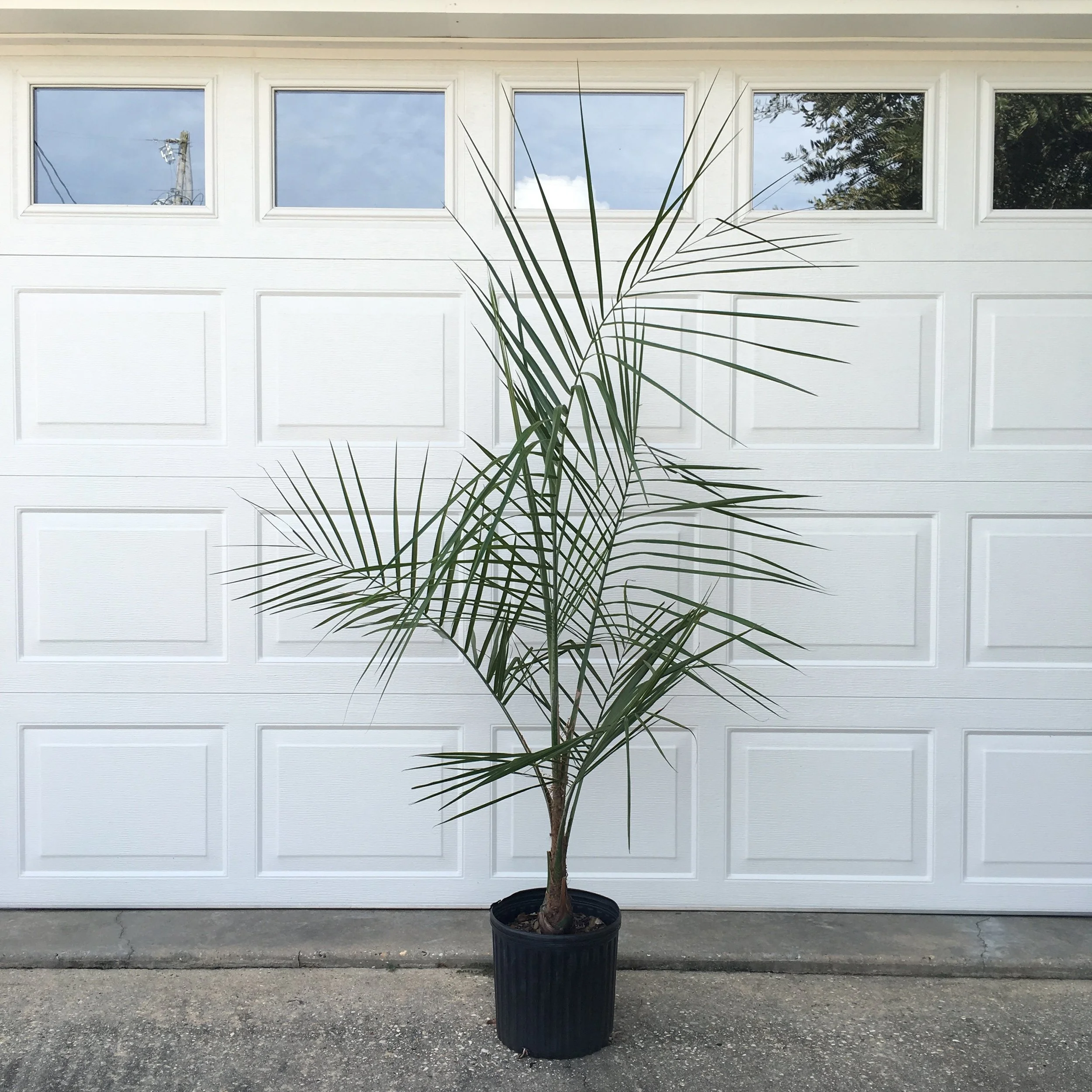Mule Palm 3 gallon, this palm is 3 years old.