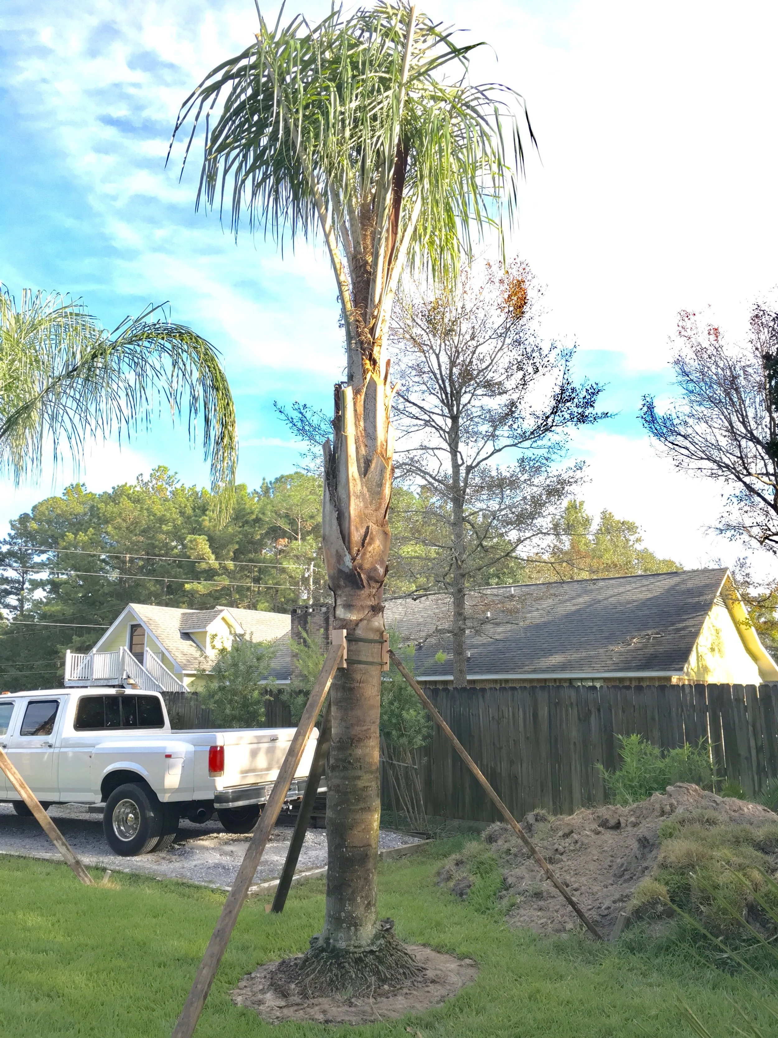 Silver Queen Palm - Syagrus romanzoffiana var litoralis. (South Field)