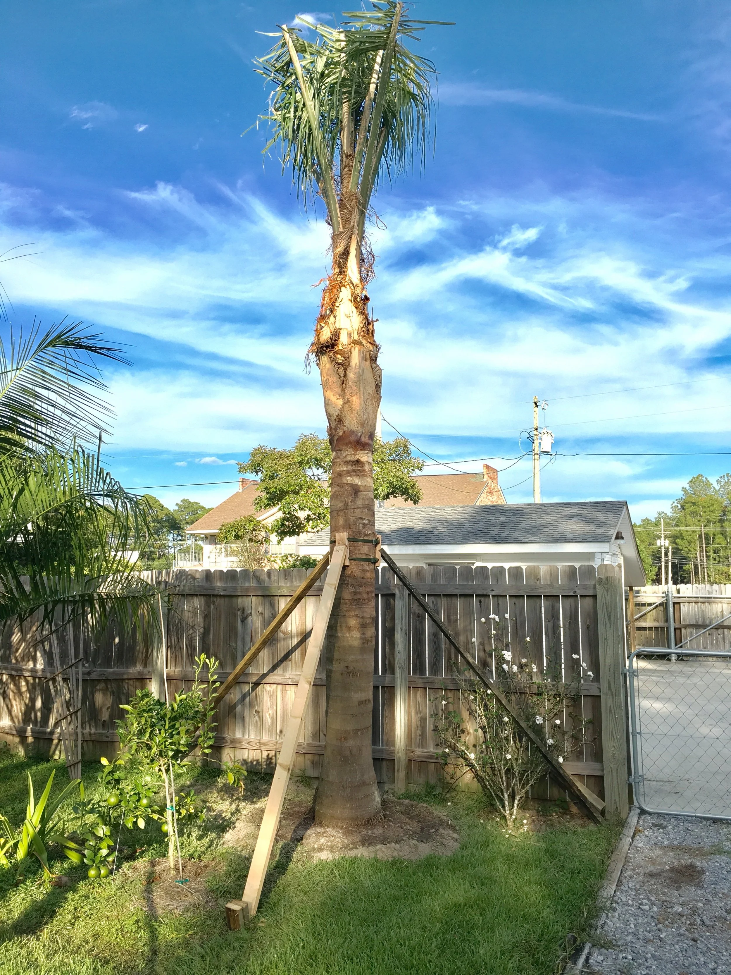 Silver Queen Palm - Syagrus romanzoffiana var. litoralis. (South Field)